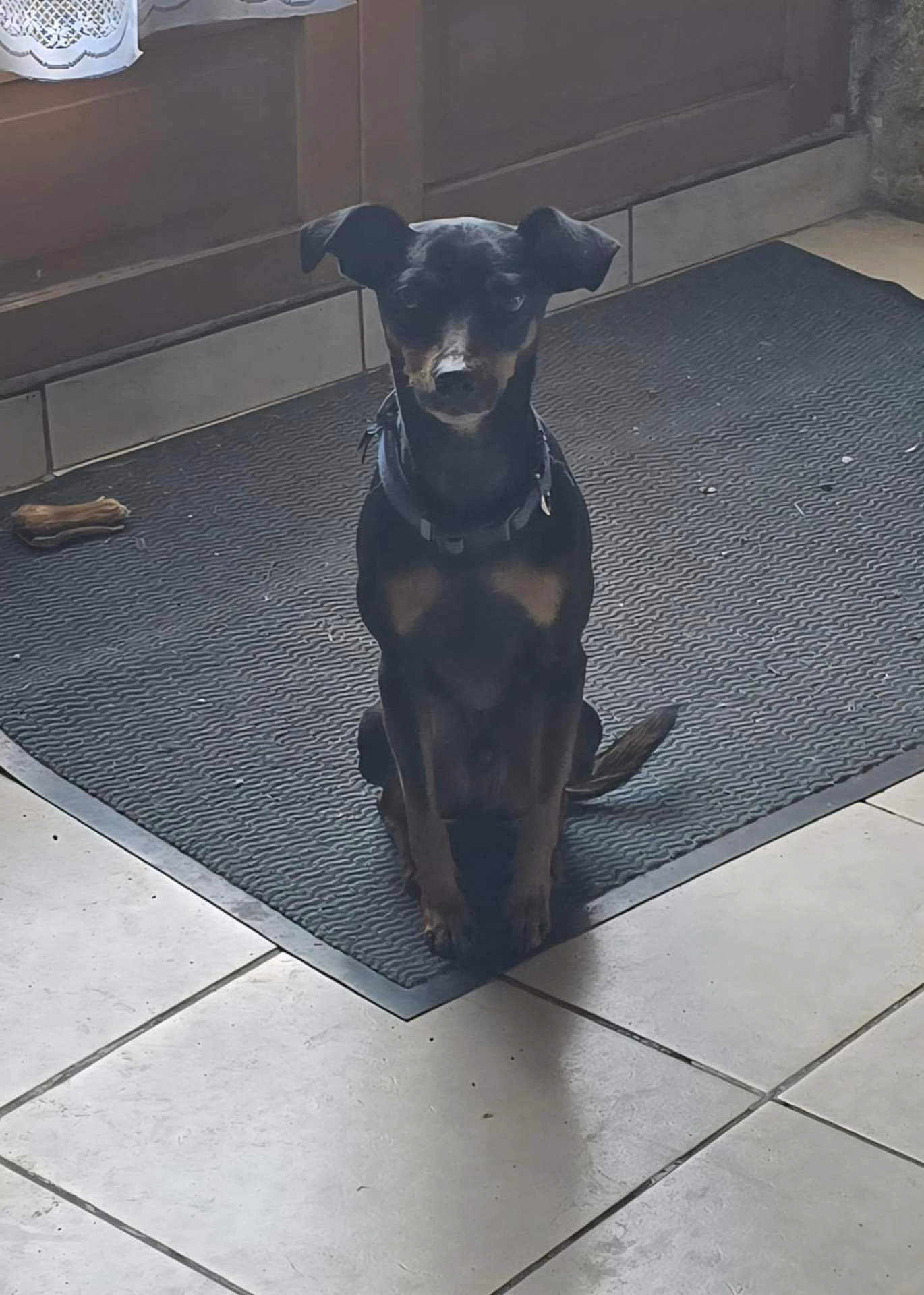Pixel participe au concours pour gagner de l'argent avec cette photo : dog, black_dog, tan_markings, pet, indoor, mat, door, tile_floor, chew_toy, animal, sitting, collar, quiet, house, floor_tile, domestic, companion, cute, resting, waiting