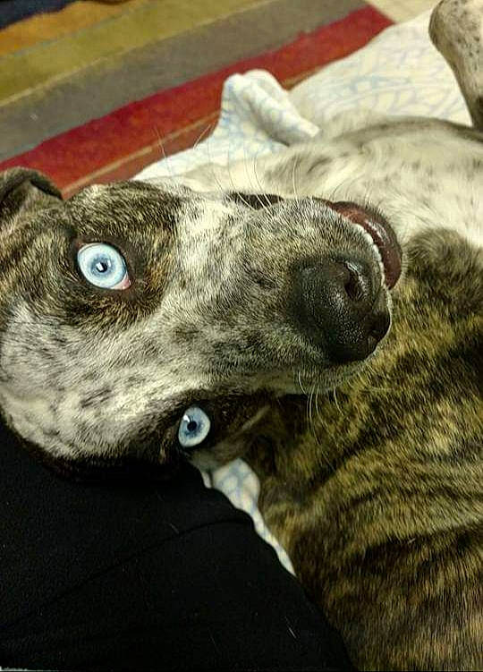 Diezel joined the competition — help win amazing prizes! canidae, carnivore, collar, companion_dog, dog, dog_breed, dog_collar, ear, fawn, fur, grey, guard_dog, non_sporting_group, rampur_greyhound, sighthound, snout, sporting_group, terrestrial_animal, whiskers, working_animal