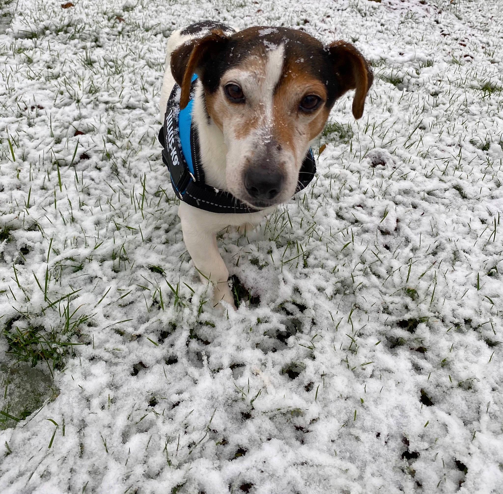 Foxy a rejoint le concours — aidez-le/la à gagner de superbes lots ! canidae, carnivore, companion_dog, dog, dog_breed, fawn, freezing, hunting_dog, paw, snow, soil, street_dog, whiskers, winter, working_animal, working_dog