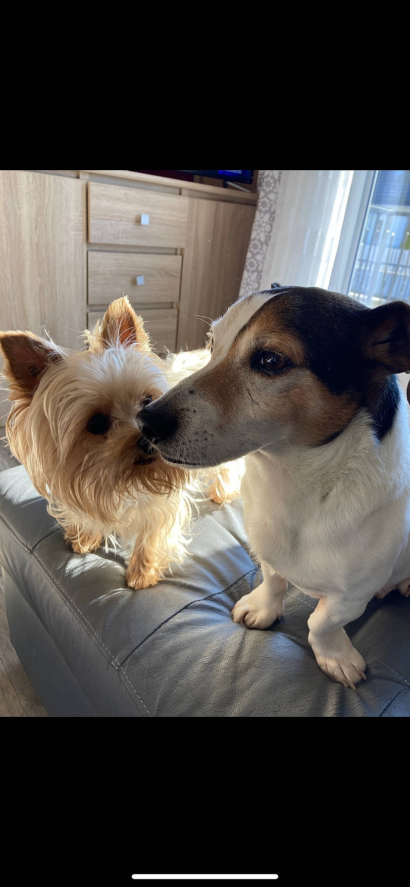 Foxy participe au concours pour gagner de l'argent avec cette photo : cabinetry, canidae, carnivore, collar, companion_dog, dog, dog_breed, dog_collar, dog_supply, fawn, fur, happy, small_terrier, snout, sporting_group, terrier, toy_dog, vertebrate, whiskers, working_animal