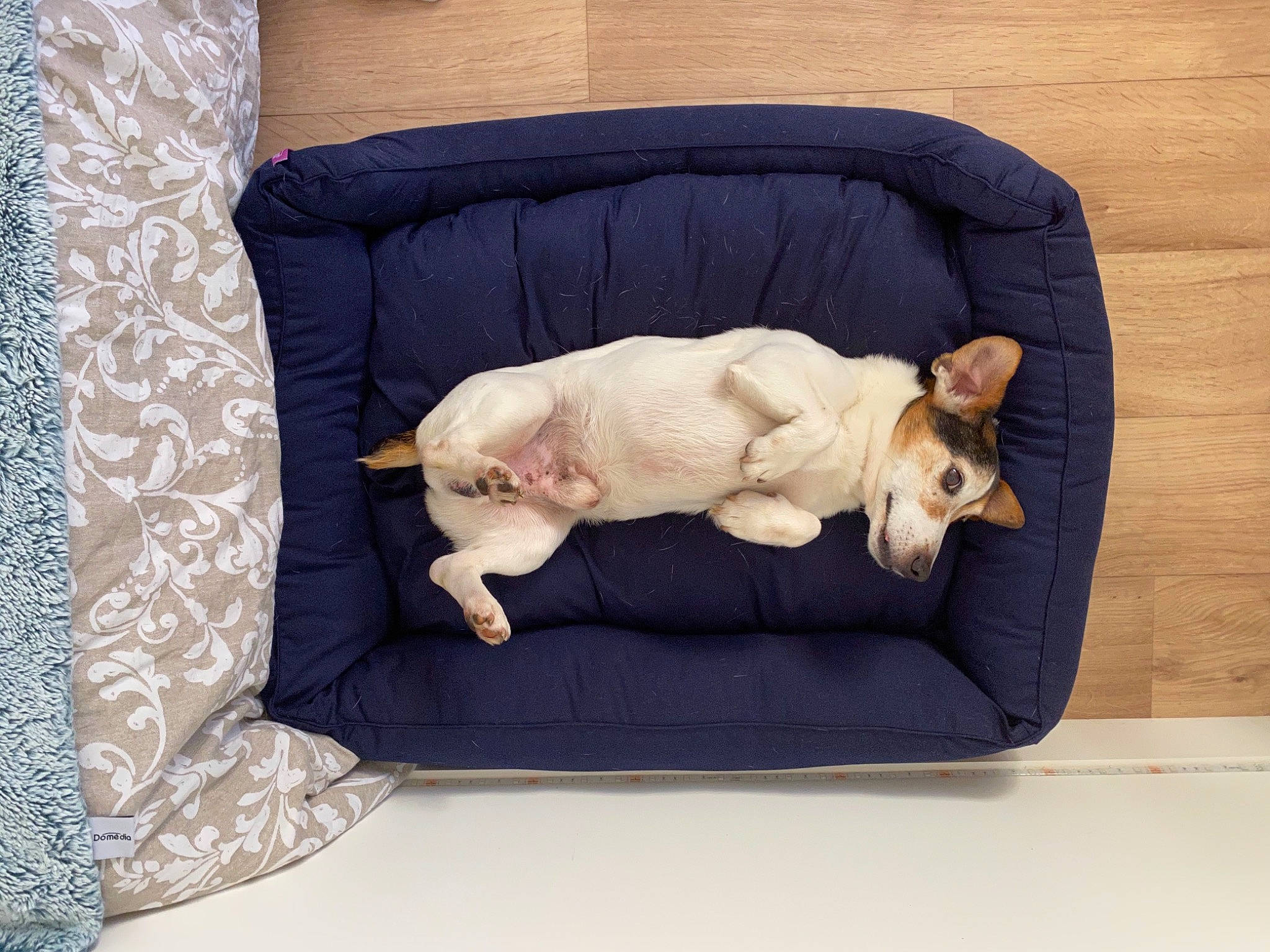 Foxy a rejoint le concours — aidez-le/la à gagner de superbes lots ! baby_sleeping, carnivore, comfort, companion_dog, couch, dog, dog_bed, dog_breed, dog_supply, fawn, felidae, linens, paw, pet_supply, small_to_medium_sized_cats, snout, studio_couch, tail, toy_dog, working_animal