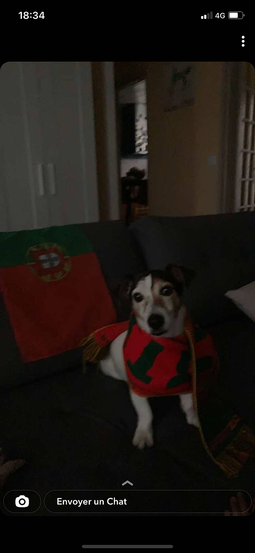 Foxy participe au concours pour gagner de l'argent avec cette photo : ball, carnivore, chair, comfort, companion_dog, couch, dog, dog_breed, dog_supply, fawn, flooring, fur, hardwood, paw, room, snout, tail, wood, working_animal, working_dog