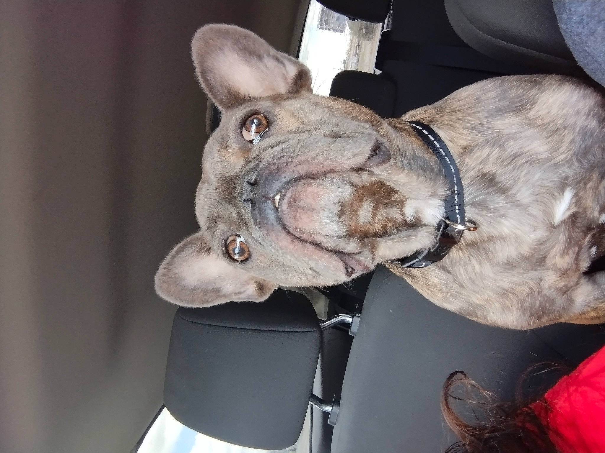 Quincy is registered to the contest to win money with this photo: canidae, carnivore, collar, companion_dog, dog, dog_breed, dog_collar, ear, fashion_accessory, fawn, fur, gesture, jaw, leash, liver, snout, sporting_group, vehicle, whiskers, working_animal