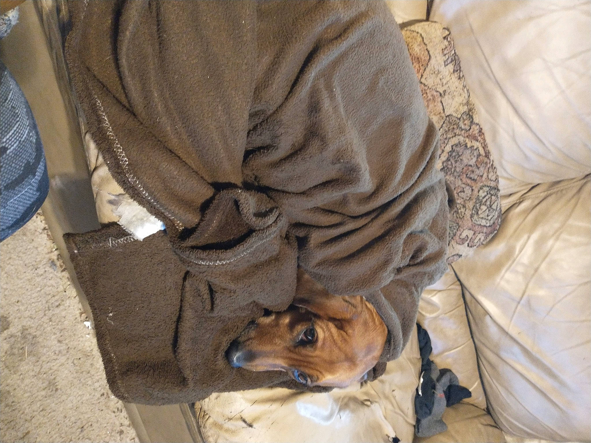 Runt is registered to the contest to win money with this photo: bag, bat, canidae, carnivore, comfort, companion_dog, dog, dog_breed, fawn, felidae, flooring, fur, human_leg, nap, sitting, sporting_group, street_fashion, toy_dog, whiskers, wood