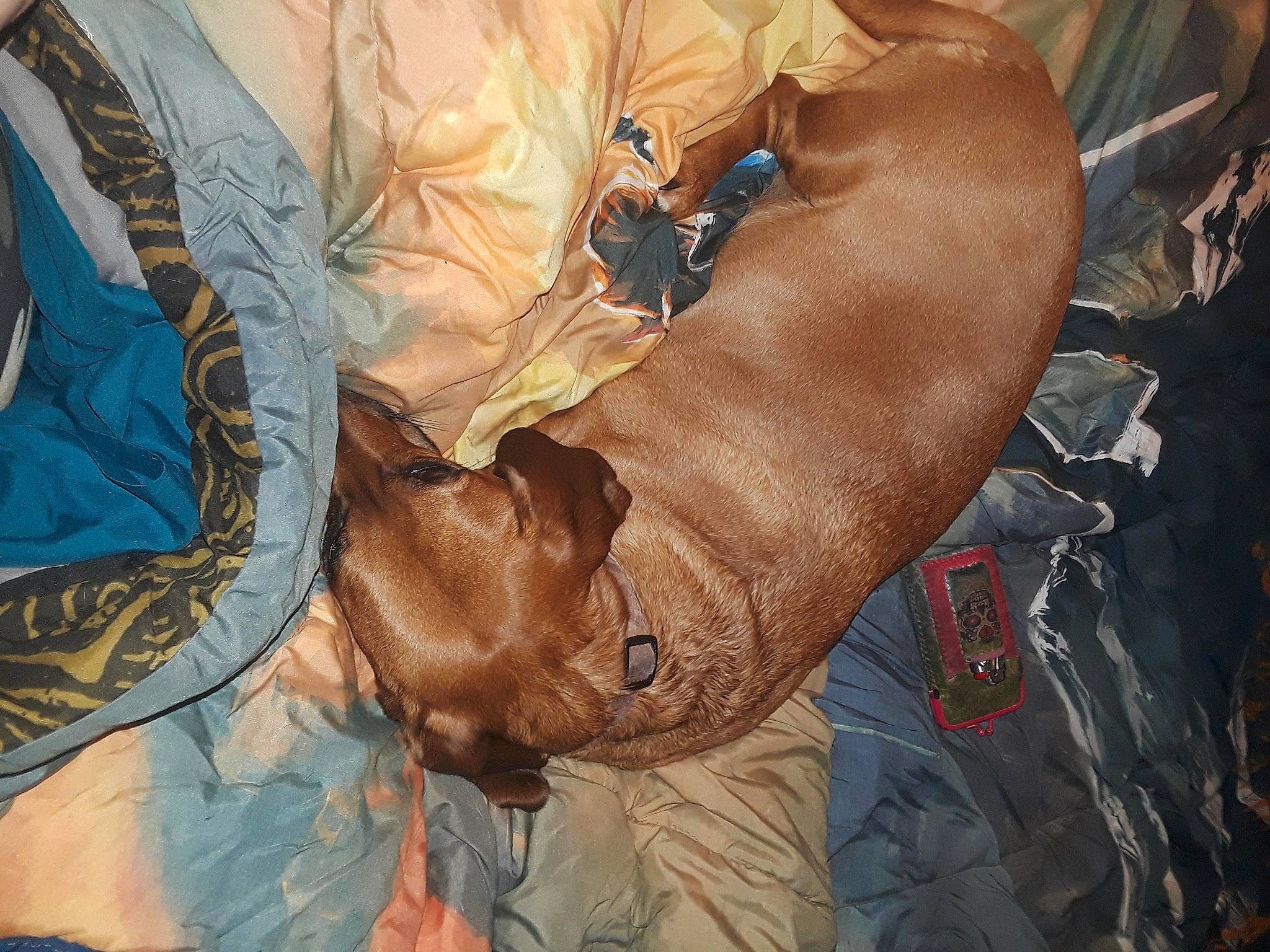 Runt joined the competition — help win amazing prizes! adaptation, art, cg_artwork, comfort, fawn, flesh, fur, illustration, leather, linens, nap, organism, painting, pattern, room, sleep, textile, visual_arts, wood, wrinkle