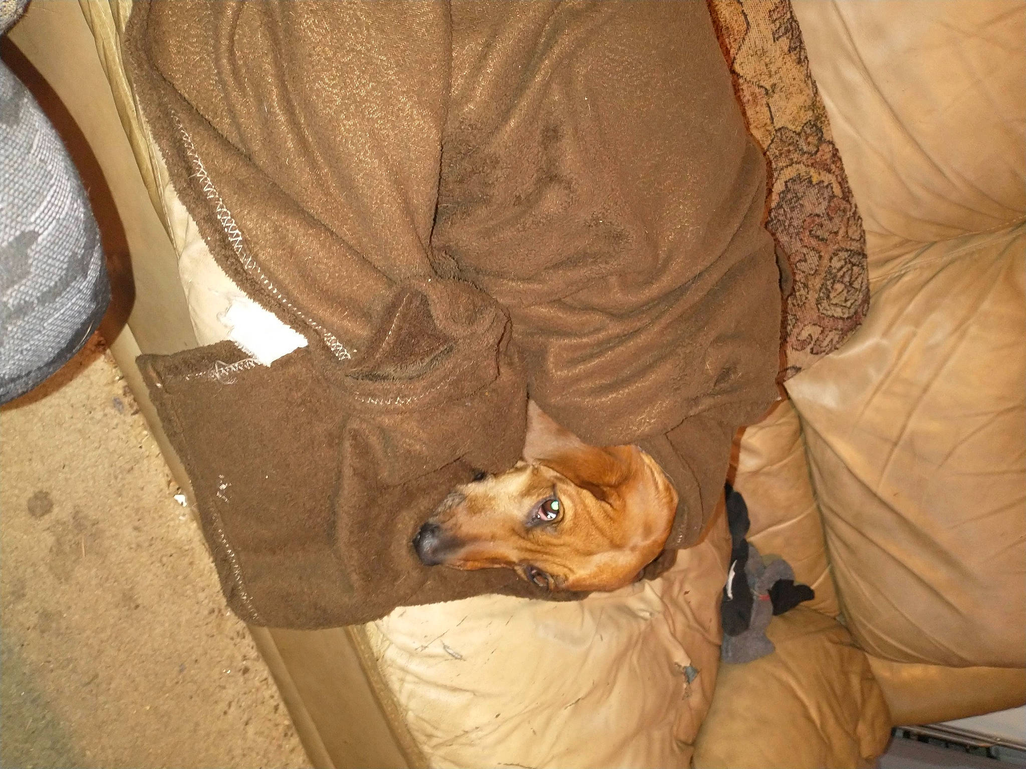 Runt is registered to the contest to win money with this photo: canidae, carnivore, comfort, companion_dog, dog, dog_breed, fawn, felidae, flooring, fur, linens, puppy, small_to_medium_sized_cats, snout, sporting_group, toy_dog, whiskers, wood, working_animal, wrinkle