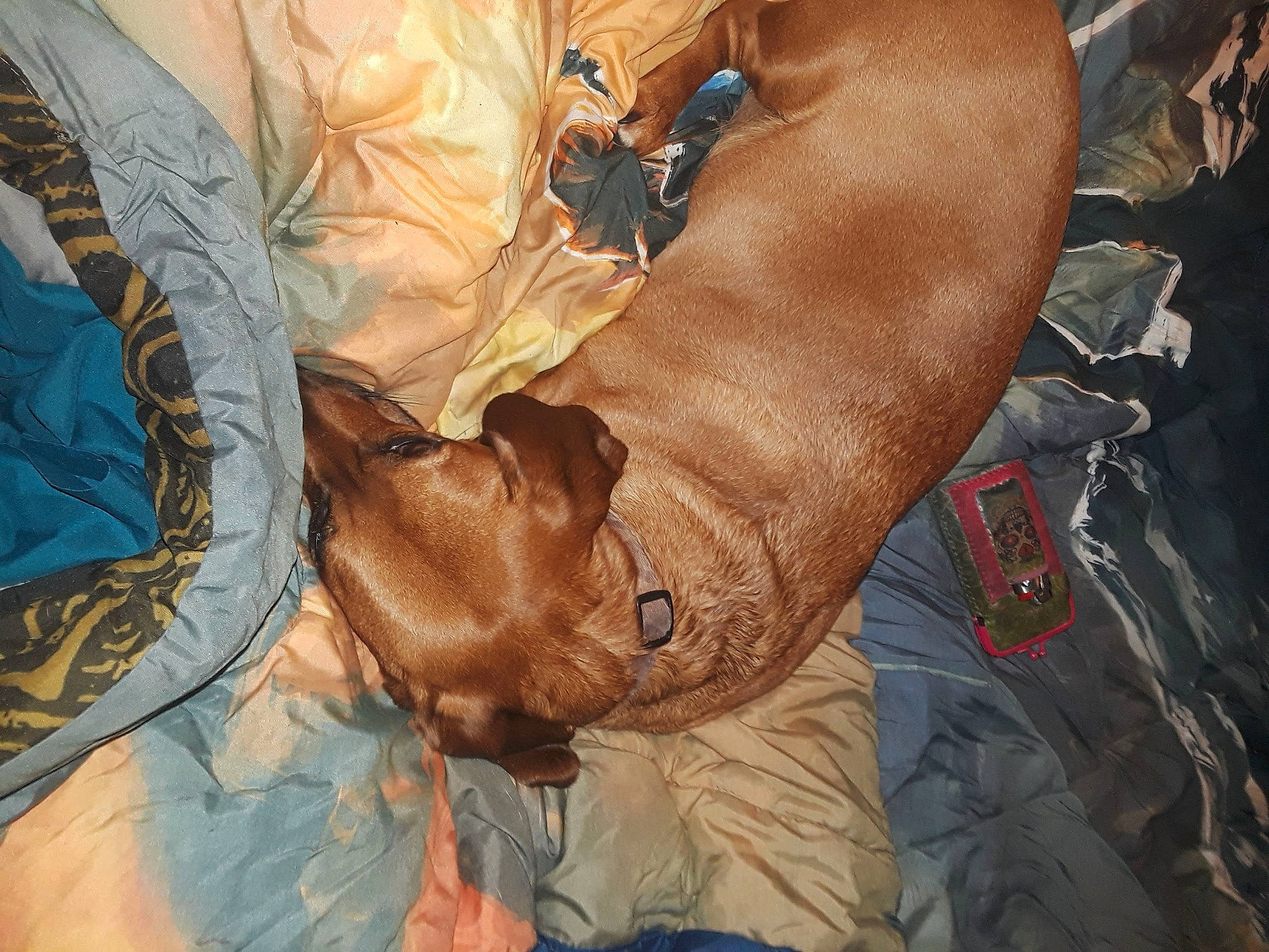 Runt is registered to the contest to win money with this photo: art, canidae, carnivore, cg_artwork, comfort, companion_dog, dog, dog_breed, dress, fawn, feather, fur, illustration, linens, painting, sporting_group, textile, visual_arts, wood, wrinkle