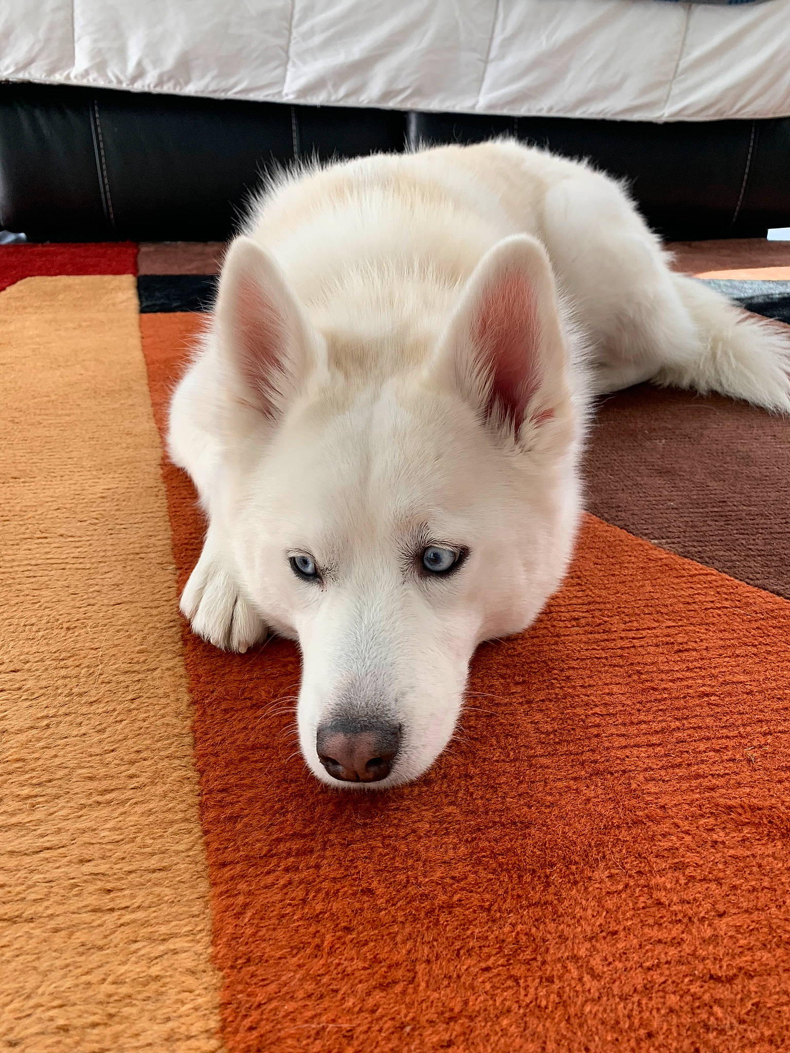 Kodak is registered to the contest to win money with this photo: ancient_dog_breeds, canidae, canis, carnivore, companion_dog, couch, dog, dog_breed, floor, flooring, fur, hardwood, non_sporting_group, sporting_group, tail, terrestrial_animal, whiskers, wood, working_animal, working_dog