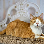 Hercules joined the competition — help win amazing prizes! cat, orange_cat, white_cat, pet, feline, relaxed, lounging, carpet, textured_surface, indoor, vintage_headboard, ornate, blurred_background, cozy, resting, animal, whiskers, ears, tail, fur