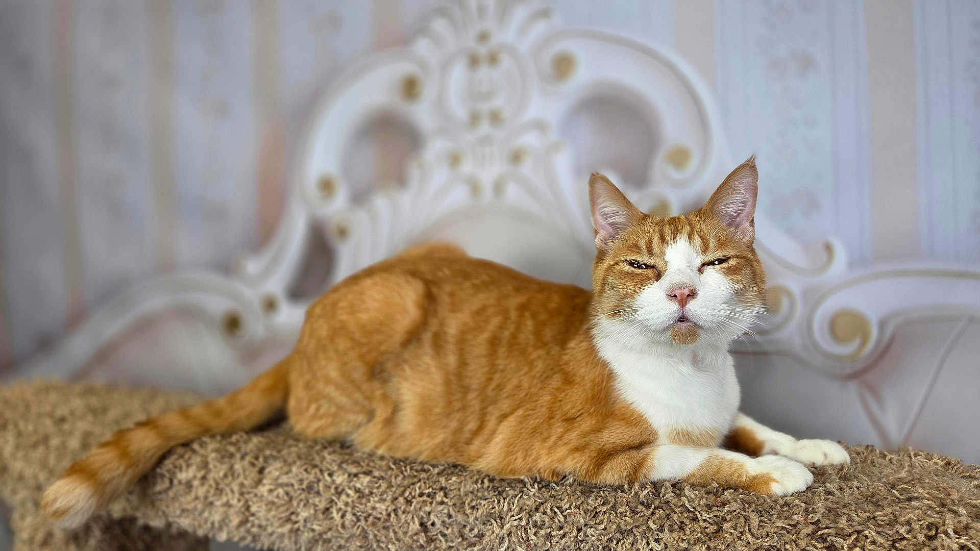 Hercules joined the competition — help win amazing prizes! cat, orange_cat, white_cat, pet, feline, relaxed, lounging, carpet, textured_surface, indoor, vintage_headboard, ornate, blurred_background, cozy, resting, animal, whiskers, ears, tail, fur