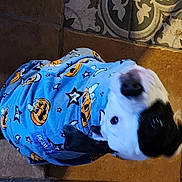 Thanatos is registered to the contest to win money with this photo: canidae, carmine, carnivore, companion_dog, concrete, dog, dog_breed, dog_clothes, dog_supply, electric_blue, non_sporting_group, pattern, personal_protective_equipment, pet_supply, snout, sporting_group, terrestrial_animal, visual_arts, water, working_animal