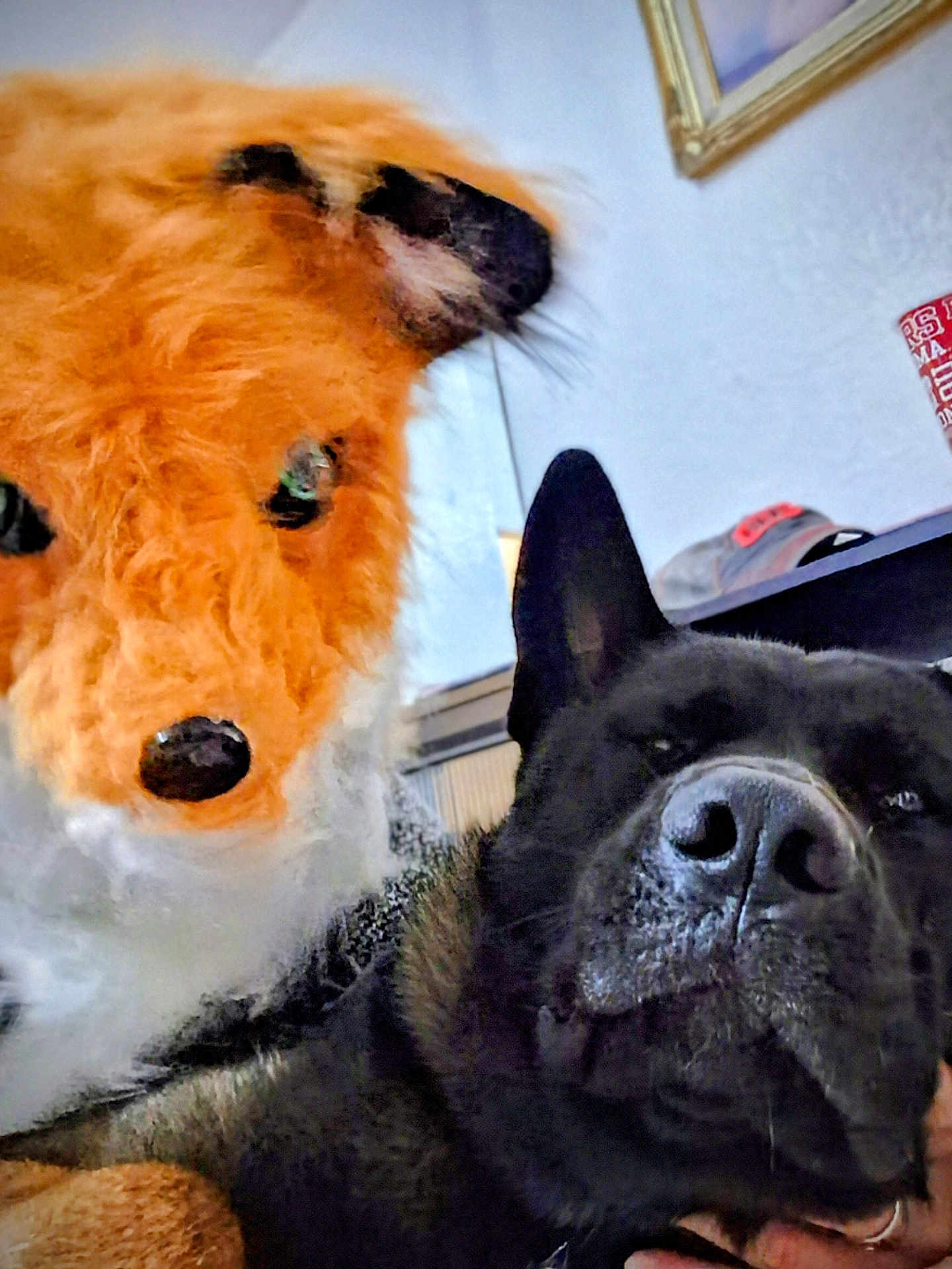 Jiro is registered to the contest to win money with this photo: dog, stuffed_animal, fox, close_up, nose, plush_toy, indoor, pet, portrait, black_dog, orange_fur, cozy, whiskers, ears, couch, home_interior, framed_picture, cap, toy, sleepy