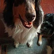 Blackie joined the competition — help win amazing prizes! dog, canine, pet, smiling, happy, ears, fur, indoor, floor, rug, white_chest, black_fur, brown_fur, animal, companion, looking_up, friendly, cute, domestic, house