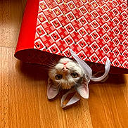 Besnez participe au concours pour gagner de l'argent avec cette photo : cat, gift_bag, wooden_floor, curious, pet, indoor, whiskers, ears, animal, playful, close_up, patterned, red, white, striped, domestic_cat, flooring, cute, face, upside_down