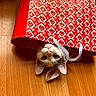 cat, gift_bag, wooden_floor, curious, pet, indoor, whiskers, ears, animal, playful, close_up, patterned, red, white, striped, domestic_cat, flooring, cute, face, upside_down