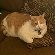 Rusty joined the competition — help win amazing prizes! cat, orange_cat, white_cat, pet, feline, animal, collar, tag, couch, sofa, cushion, indoor, home, portrait, lounging, sitting, green_eyes, striped_pattern, relaxed, close_up