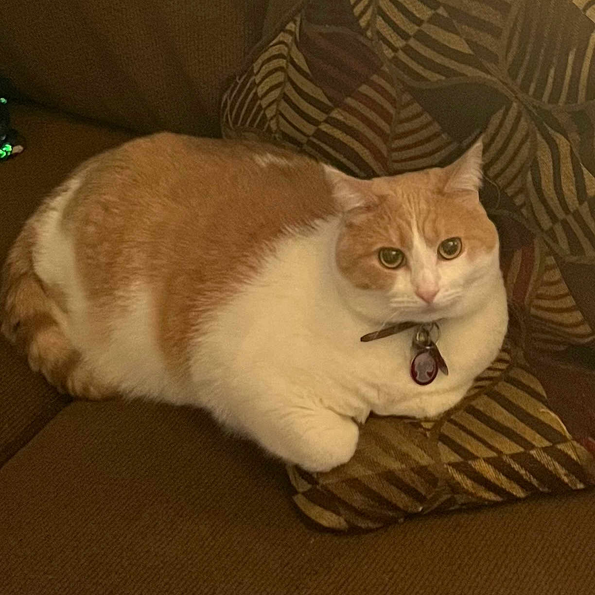 Rusty joined the competition — help win amazing prizes! cat, orange_cat, white_cat, pet, feline, animal, collar, tag, couch, sofa, cushion, indoor, home, portrait, lounging, sitting, green_eyes, striped_pattern, relaxed, close_up