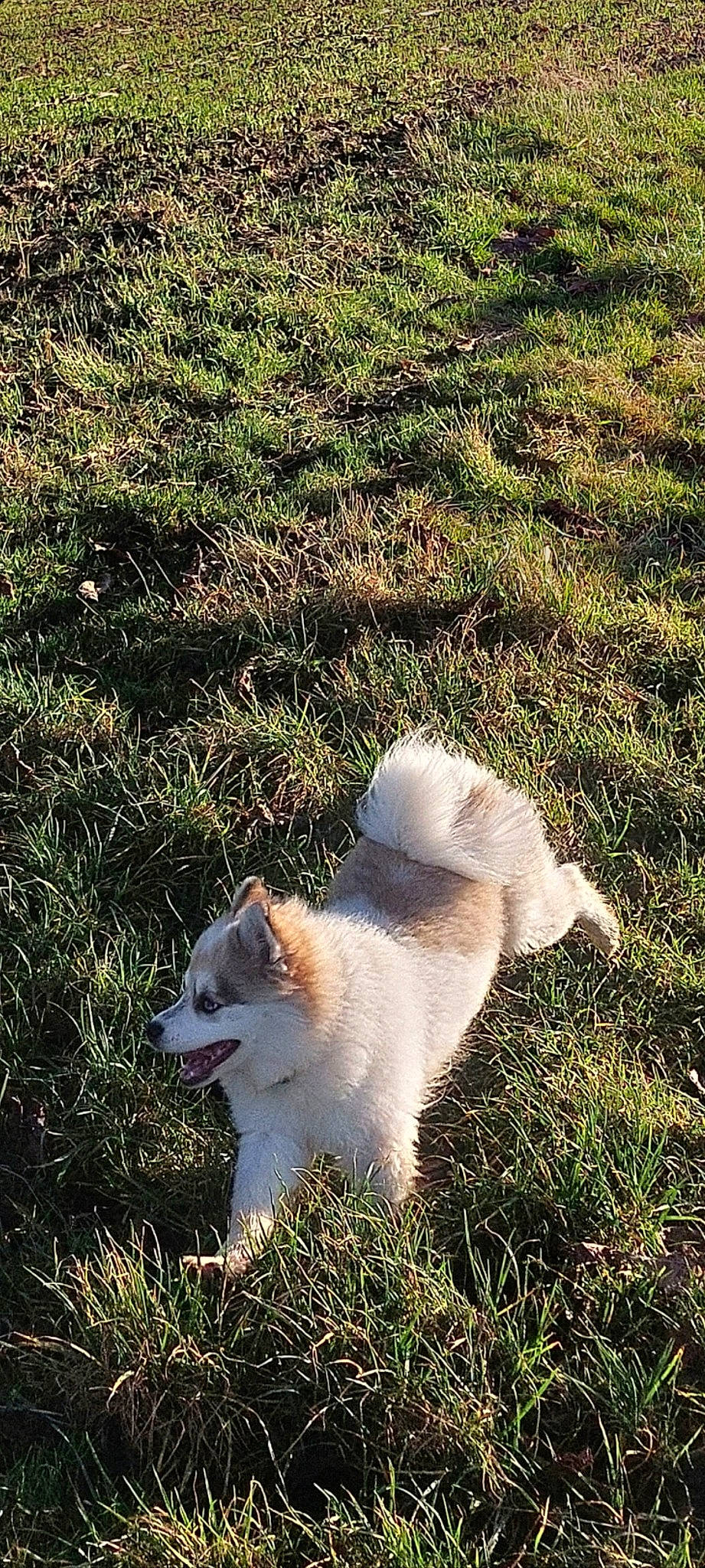 Huska participe au concours pour gagner de l'argent avec cette photo : canidae, carnivore, companion_dog, dog, dog_breed, fang, fawn, felidae, fur, grass, grass_family, grassland, plant, small_to_medium_sized_cats, snout, sporting_group, tail, terrestrial_animal, whiskers, working_animal