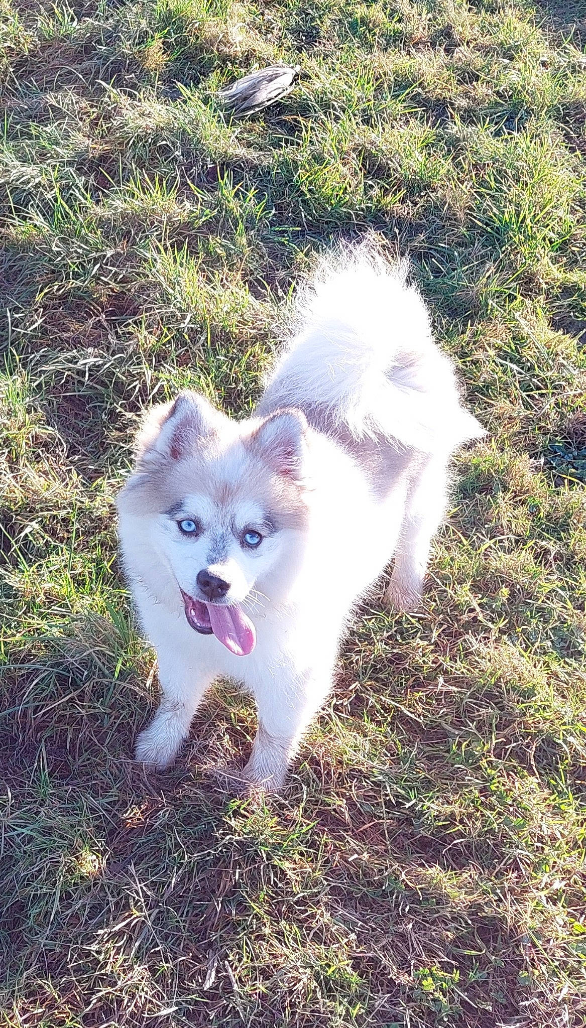 Huska participe au concours pour gagner de l'argent avec cette photo : american_eskimo_dog, canidae, carnivore, cat, companion_dog, dog, dog_breed, fawn, felidae, fur, grass, happy, indian_spitz, small_to_medium_sized_cats, snout, sporting_group, tail, terrestrial_animal, whiskers, working_animal