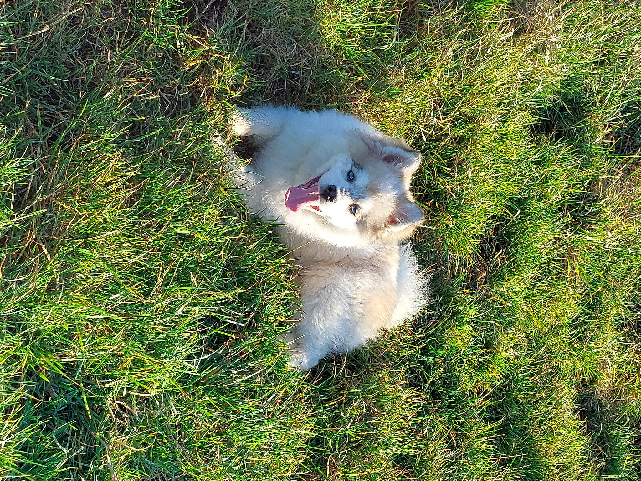Huska participe au concours pour gagner de l'argent avec cette photo : canidae, carnivore, companion_dog, dog, dog_breed, fawn, felidae, fur, grass, grassland, groundcover, non_sporting_group, paw, plant, small_to_medium_sized_cats, snout, tail, terrestrial_animal, tree, whiskers