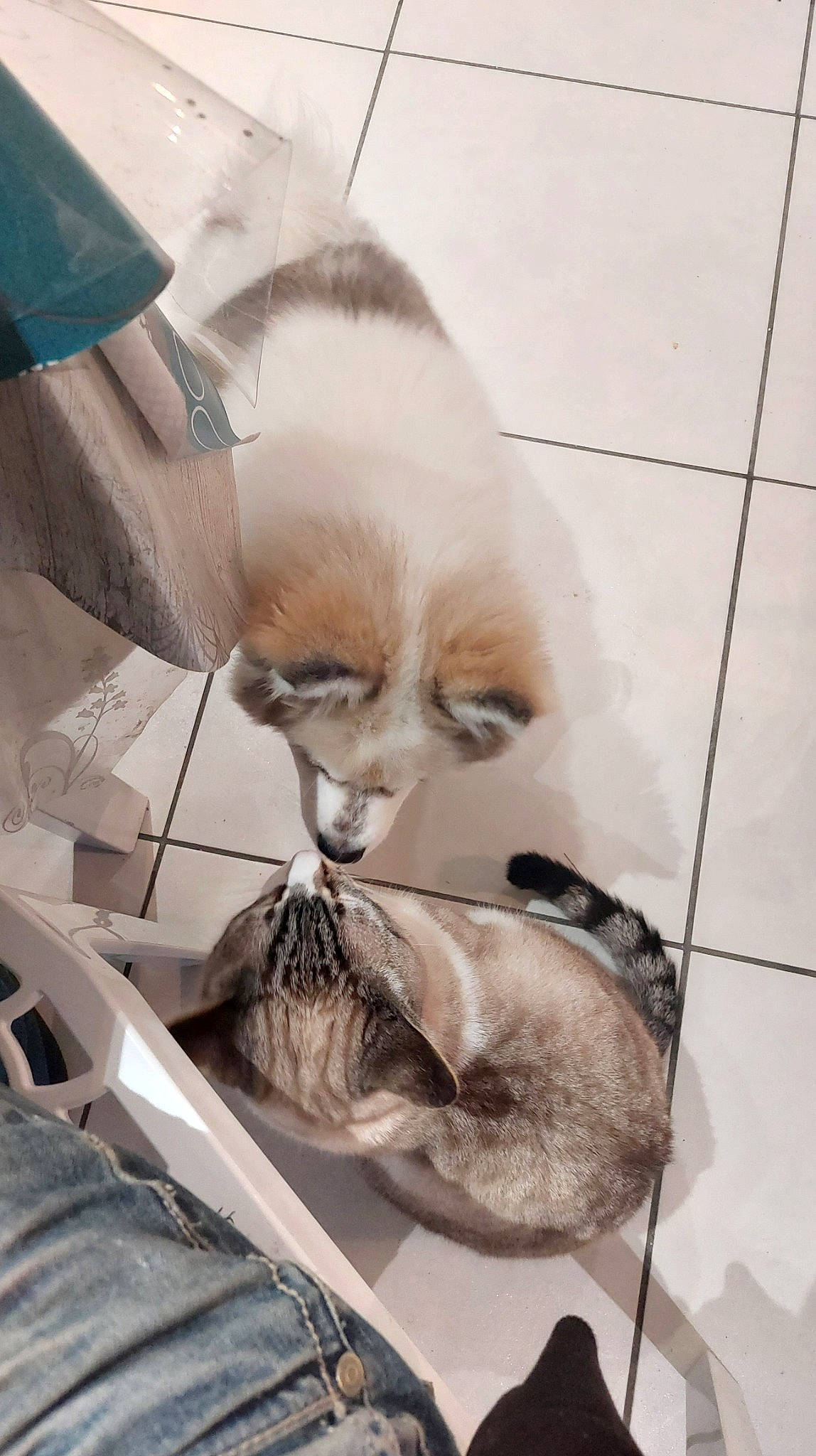 Huska participe au concours pour gagner de l'argent avec cette photo : canidae, carnivore, cat, claw, comfort, companion_dog, dog_breed, fawn, felidae, flooring, fur, mammal, paw, pomeranian, small_to_medium_sized_cats, snout, sporting_group, tail, toy_dog, whiskers