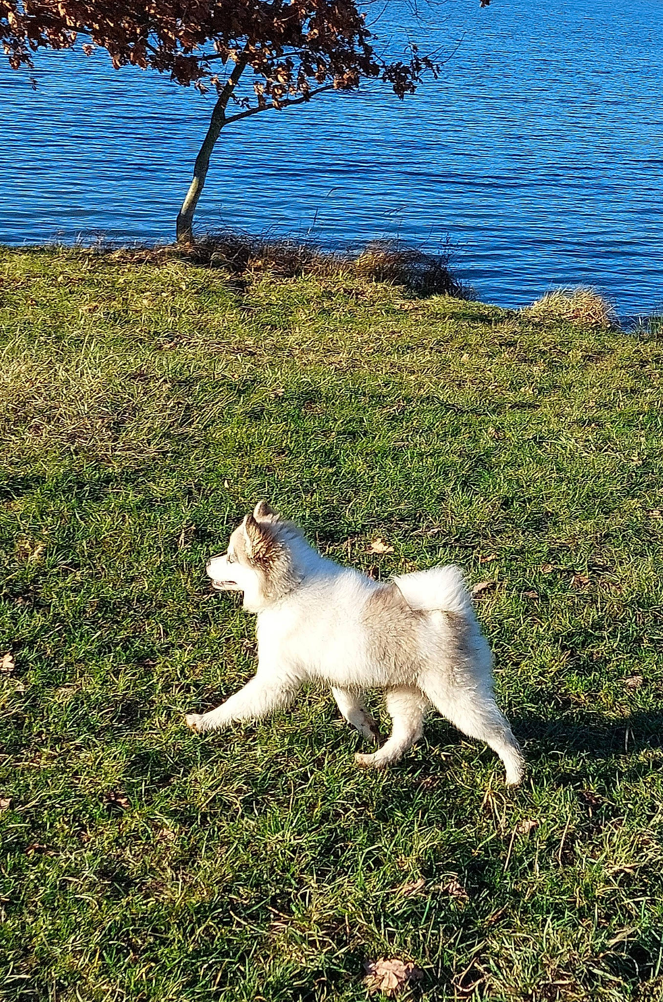 Huska participe au concours pour gagner de l'argent avec cette photo : azure, carnivore, companion_dog, dog_breed, fawn, felidae, grass, lake, landscape, natural_landscape, plant, sky, small_to_medium_sized_cats, sporting_group, sunlight, tail, tree, water, wood, working_animal