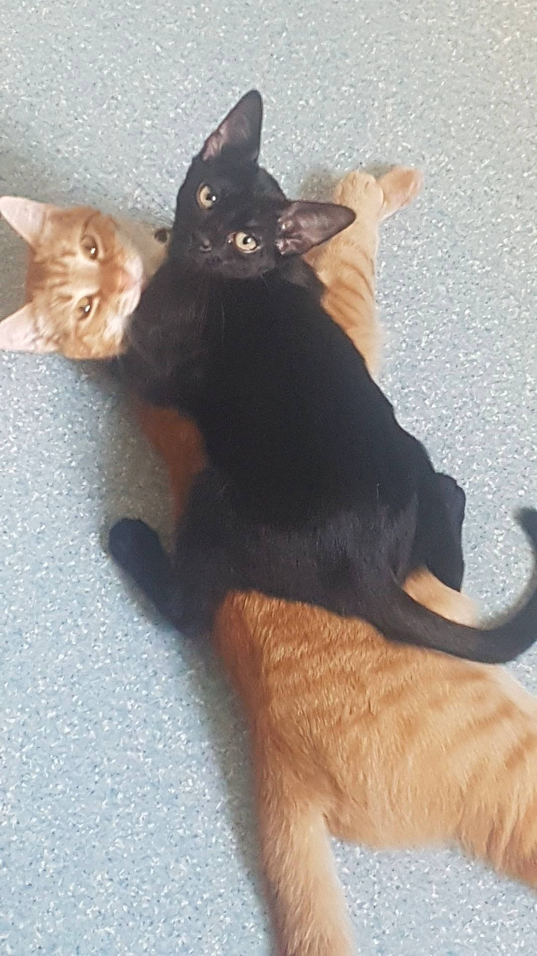 Natsu a rejoint le concours — aidez-le/la à gagner de superbes lots ! asian, black_cat, bombay, burmese, carnivore, cat, domestic_short_haired_cat, fawn, felidae, german_rex, havana_brown, javanese, kitten, korat, mammal, oriental_longhair, small_to_medium_sized_cats, tail, vertebrate, whiskers