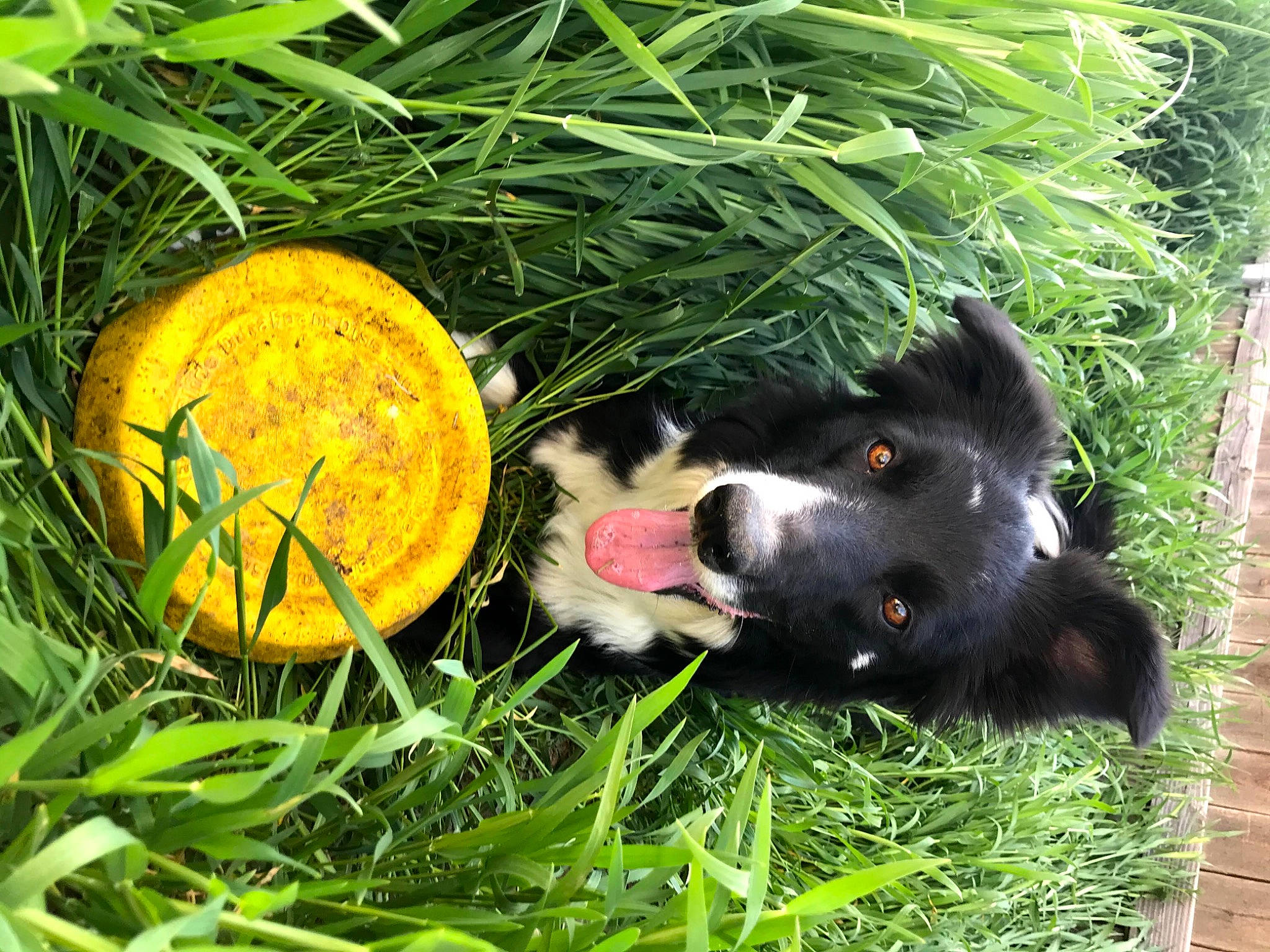 Rylie is registered to the contest to win money with this photo: border_collie, canidae, carnivore, dog_breed, grass, grass_family, guinea_pig, plant