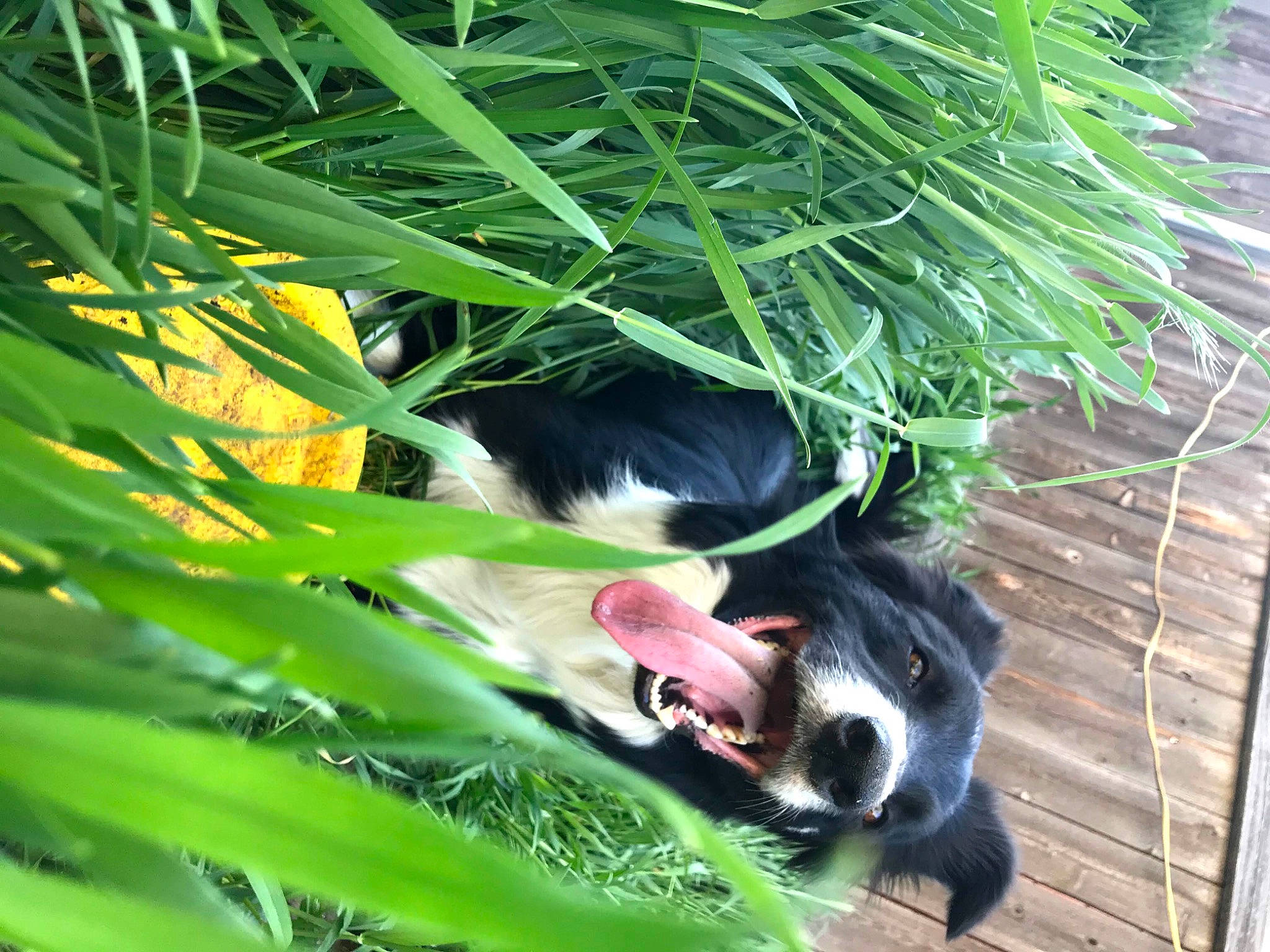 Rylie is registered to the contest to win money with this photo: border_collie, canidae, carnivore, dog, dog_breed, grass, plant, puppy, sporting_group, stabyhoun