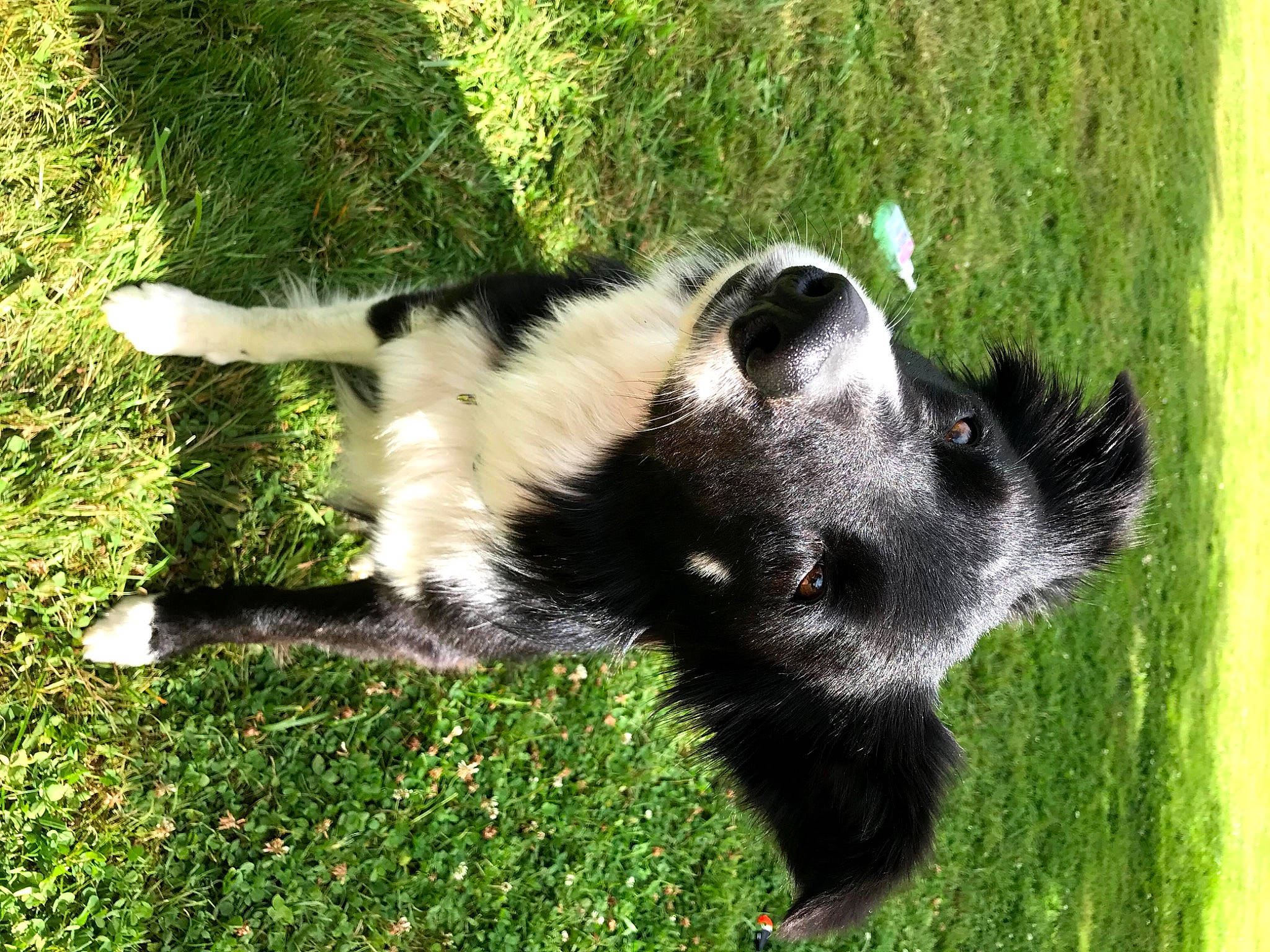 Rylie is registered to the contest to win money with this photo: border_collie, canidae, carnivore, dog, dog_breed, grass, mammal, sporting_group, tail, vertebrate