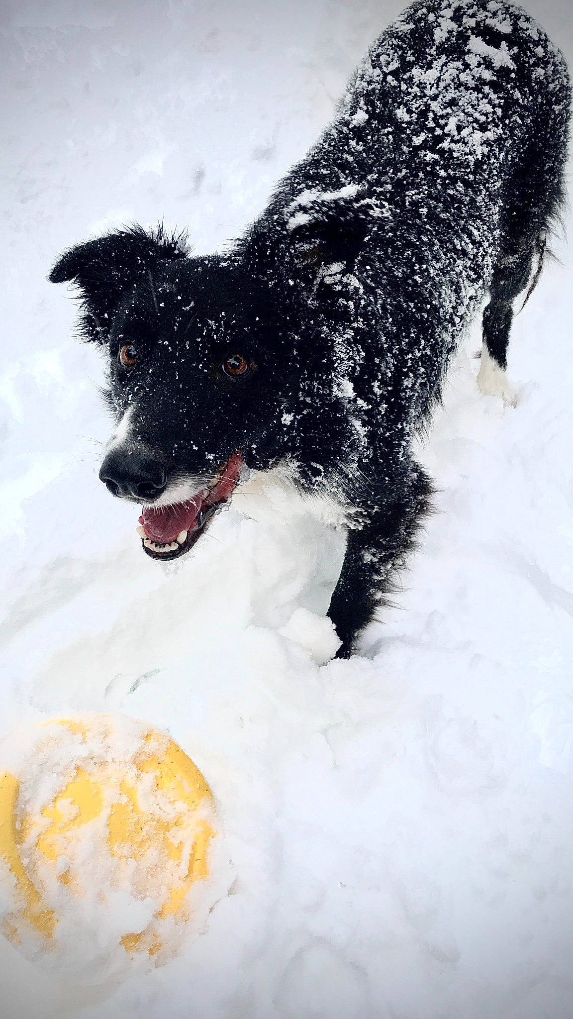 Rylie is registered to the contest to win money with this photo: border_collie, canidae, carnivore, dog, dog_breed, herding_dog, rare_breed_dog, snout, snow, sporting_group, stabyhoun, winter, working_dog