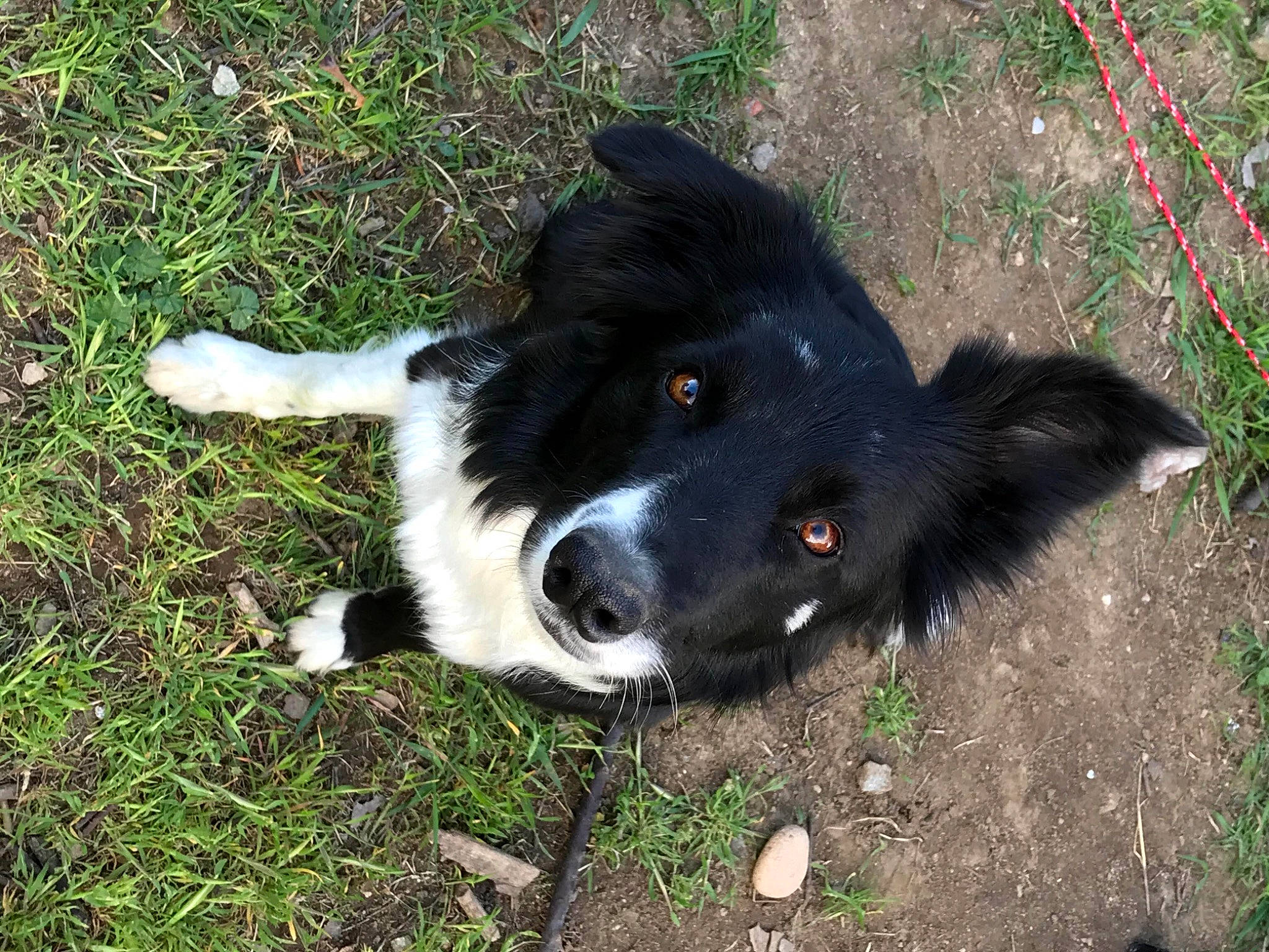 Rylie is registered to the contest to win money with this photo: australian_collie, borador, border_collie, canidae, carnivore, companion_dog, dog, dog_breed, english_shepherd, grass, herding_dog, karelian_bear_dog, mammal, mcnab, rare_breed_dog, snout, sporting_group, stabyhoun, vertebrate, welsh_sheepdog