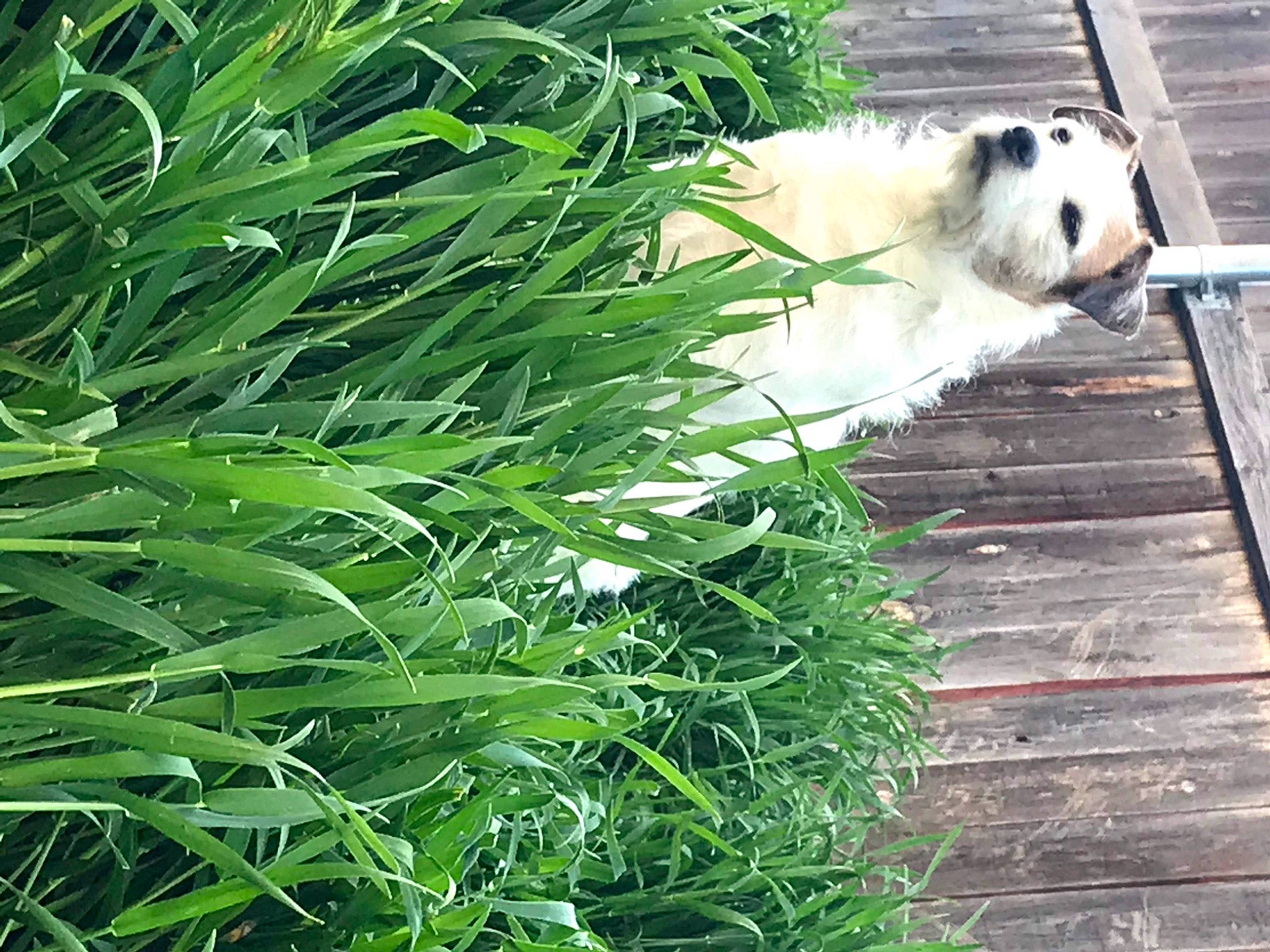 Josey is registered to the contest to win money with this photo: bear, canidae, carnivore, grass, grass_family, herb, mammal, panda, plant, shrub