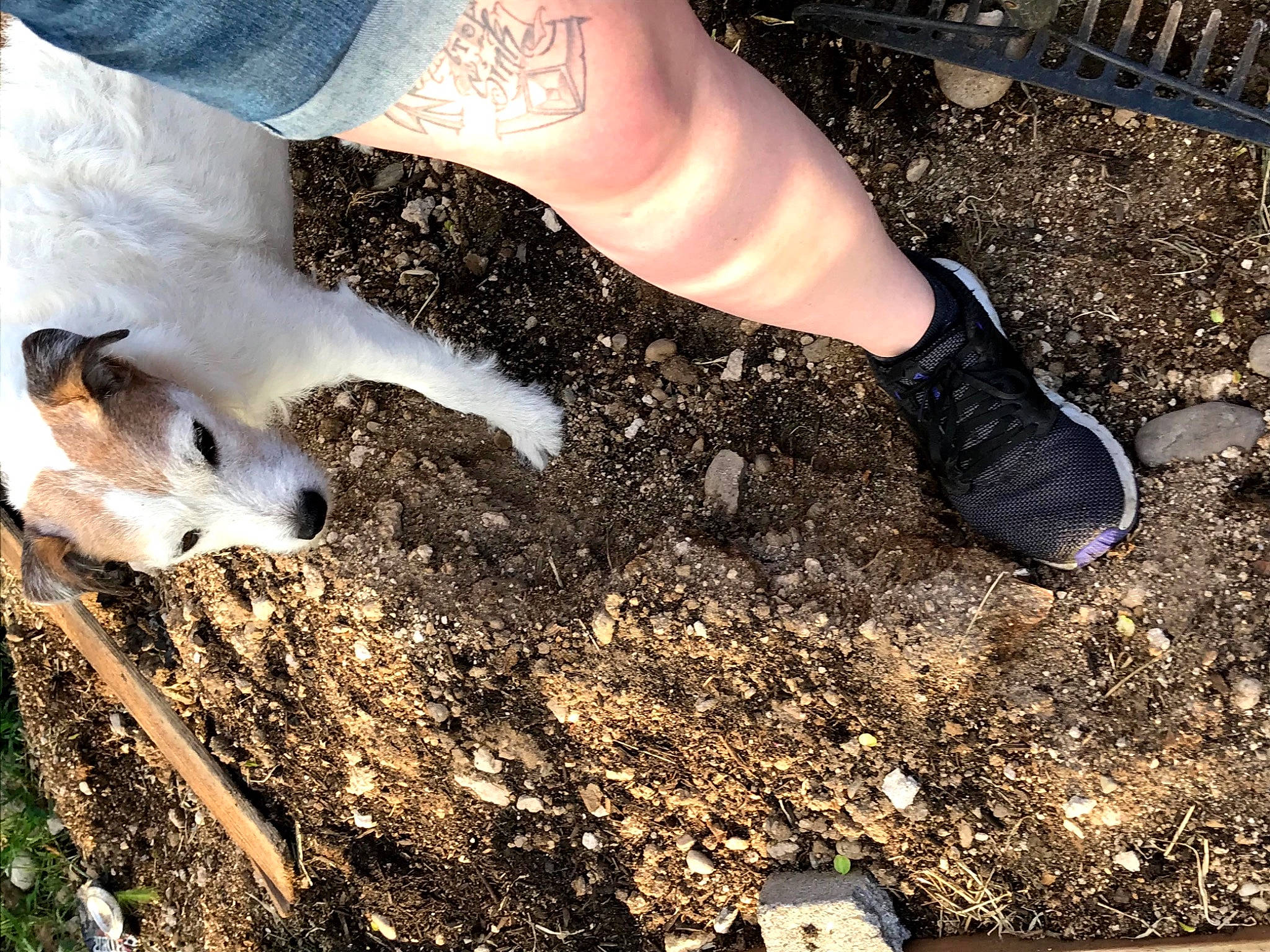 Josey joined the competition — help win amazing prizes! canidae, foot, footwear, hand, human_leg, leg, mud, shoe, soil