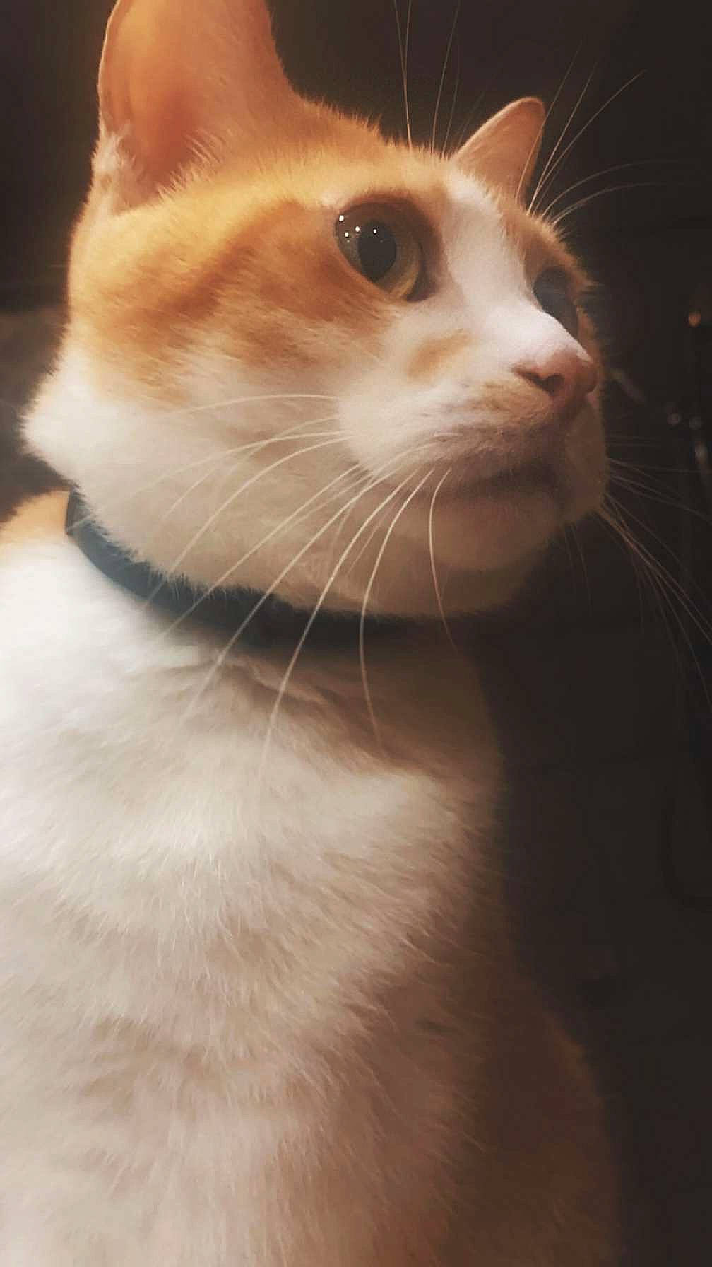 Tiggy joined the competition — help win amazing prizes! carnivore, cat, domestic_short_haired_cat, felidae, fur, small_to_medium_sized_cats, terrestrial_animal, whiskers