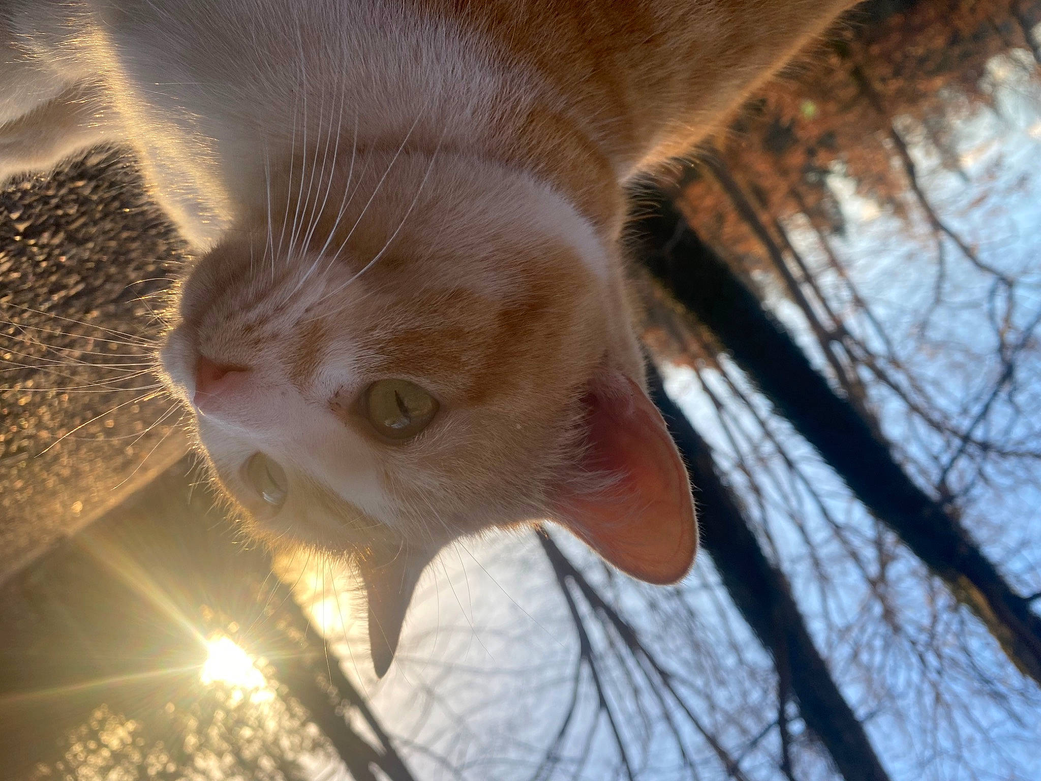 Tiggy joined the competition — help win amazing prizes! carnivore, cat, domestic_short_haired_cat, eye, fawn, felidae, fur, grass, happy, paw, plant, small_to_medium_sized_cats, snout, sunlight, tail, tree, trunk, twig, whiskers, wood