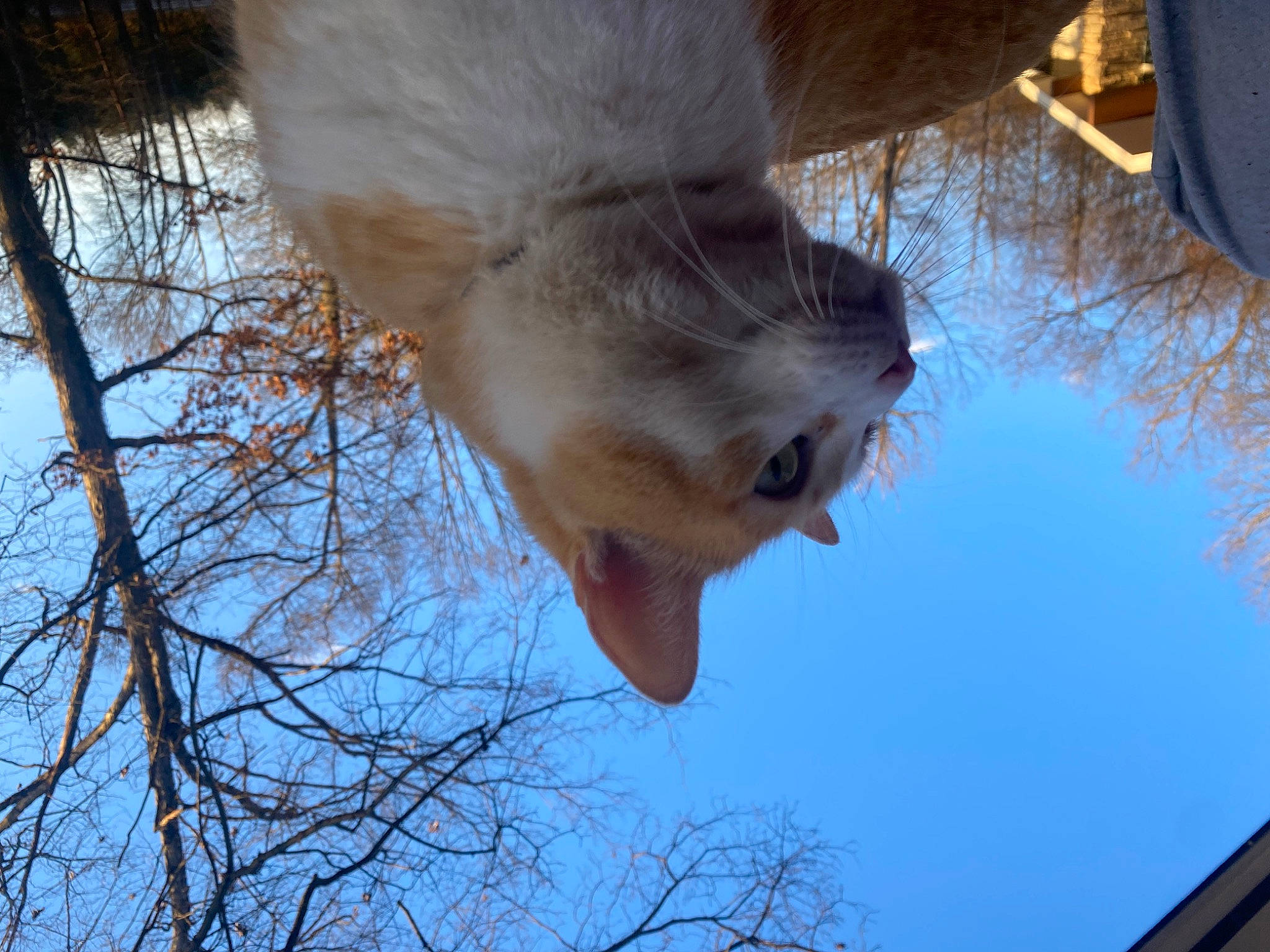 Tiggy joined the competition — help win amazing prizes! branch, elephant, fawn, fur, head, livestock, pack_animal, plant, sky, snout, tail, terrestrial_animal, tree, trunk, twig, wildlife, winter, wood, working_animal, wrinkle