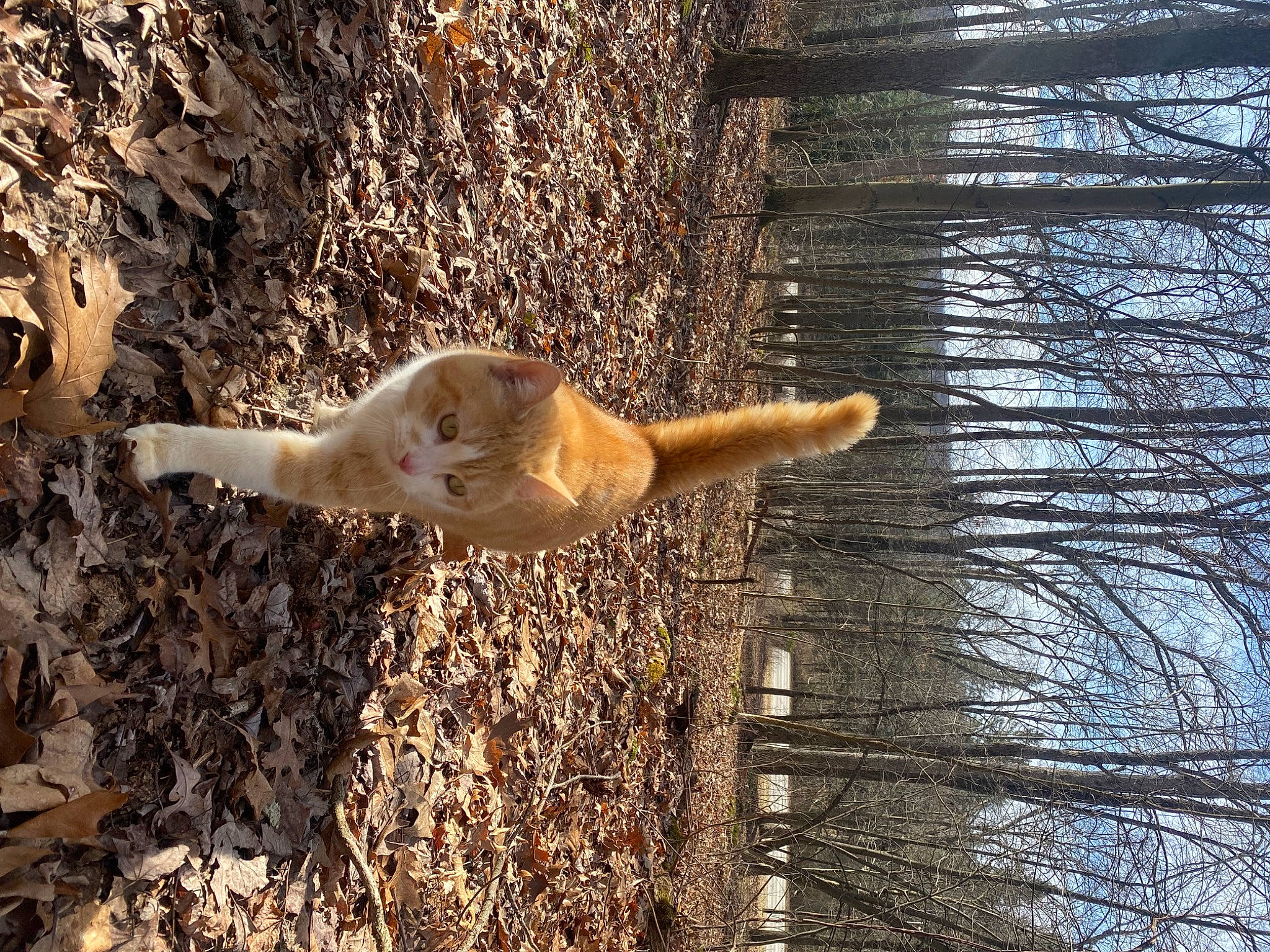 Tiggy joined the competition — help win amazing prizes! branch, carnivore, cat, fawn, felidae, fur, plant, small_to_medium_sized_cats, snout, sporting_group, tail, terrestrial_animal, tints_and_shades, tree, trunk, twig, whiskers, winter, wood, woody_plant