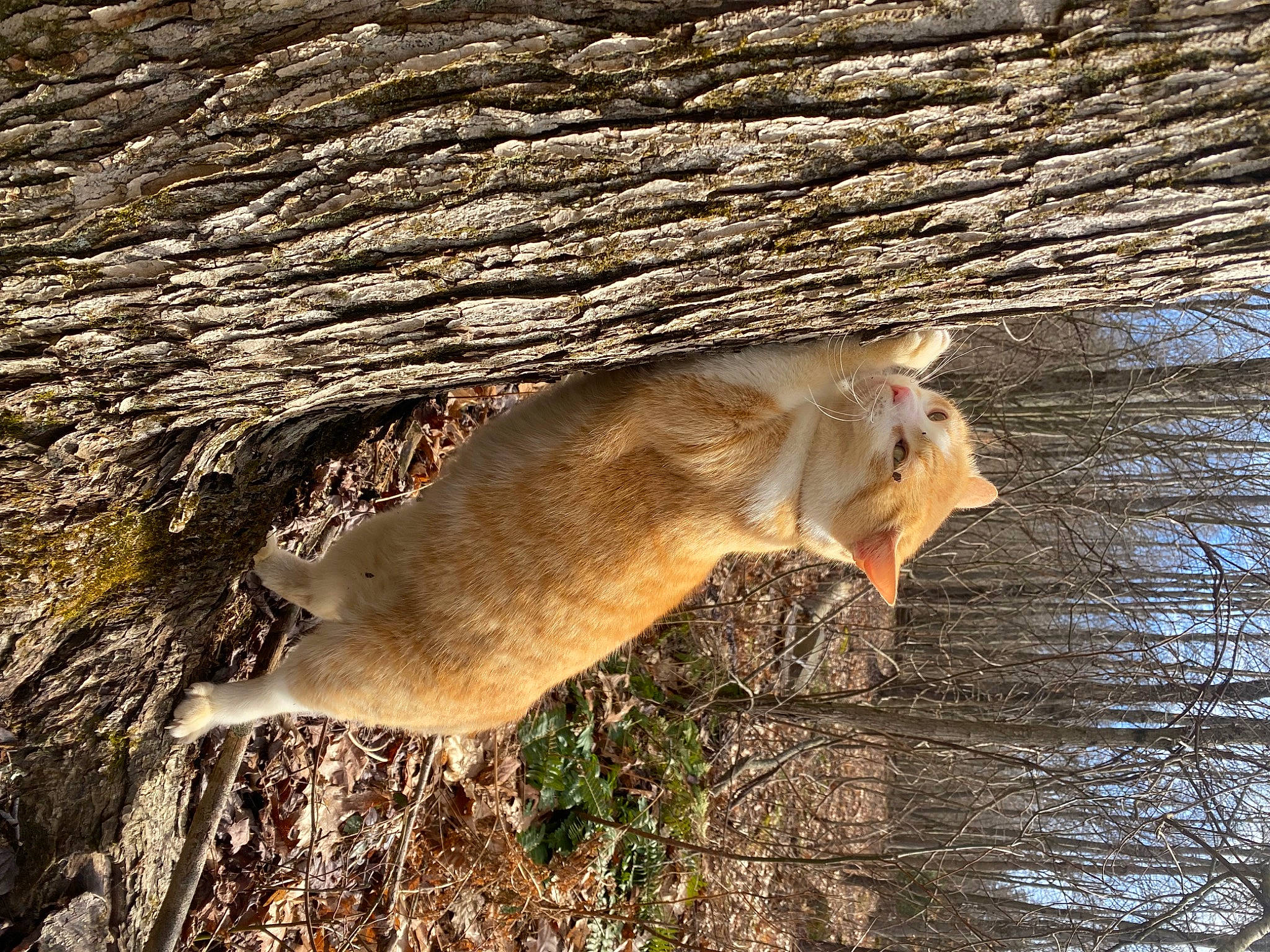 Tiggy joined the competition — help win amazing prizes! branch, canidae, carnivore, fawn, felidae, fur, grass, marsupial, plant, small_to_medium_sized_cats, snout, sporting_group, tail, terrestrial_animal, tree, trunk, twig, whiskers, wildlife, wood