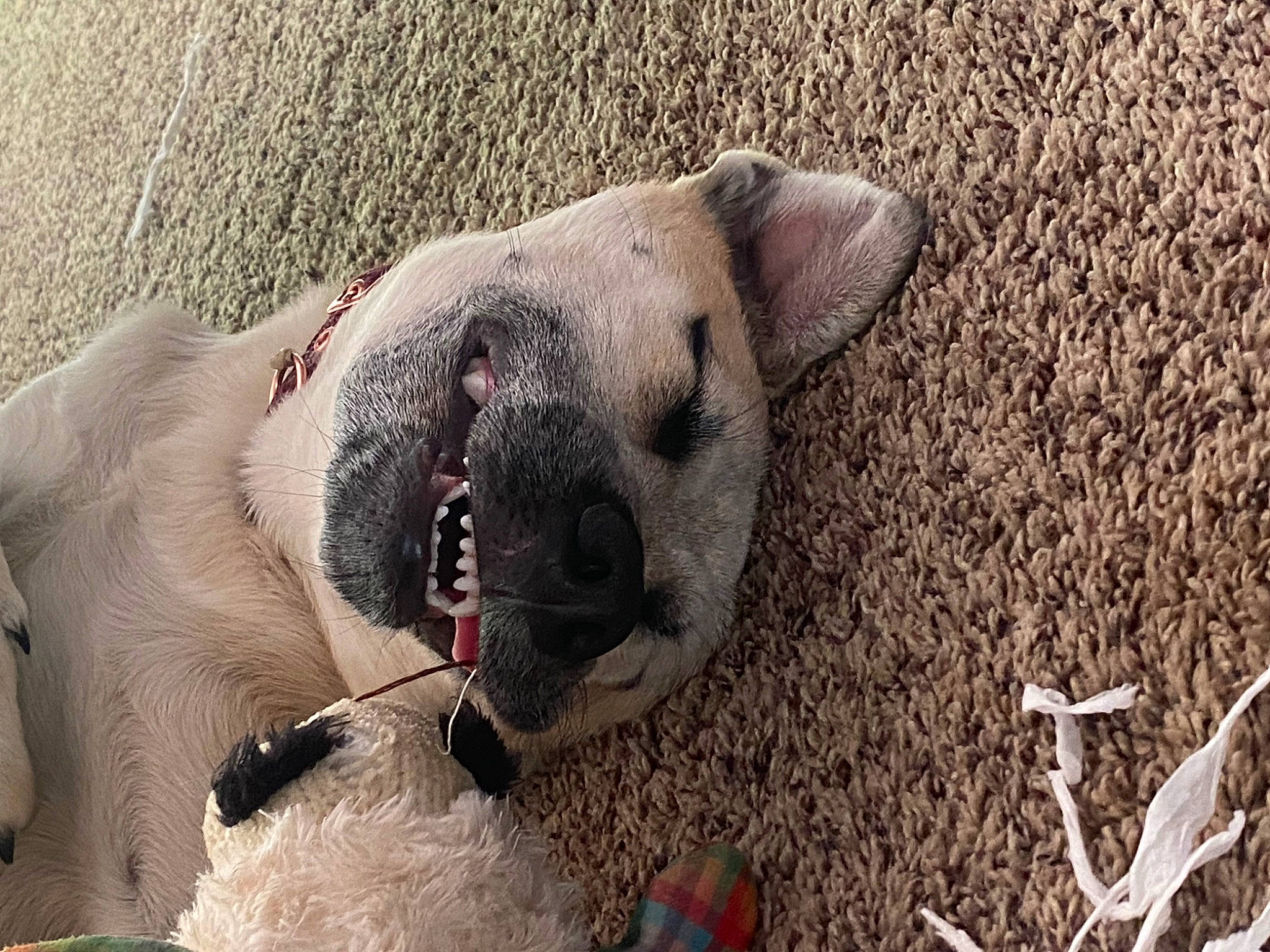 Jace is registered to the contest to win money with this photo: canidae, carnivore, companion_dog, dog, dog_breed, fang, fawn, foot, fur, grass, paw, snout, soil, sporting_group, terrestrial_animal, toe, whiskers, wildlife, working_animal, wrinkle