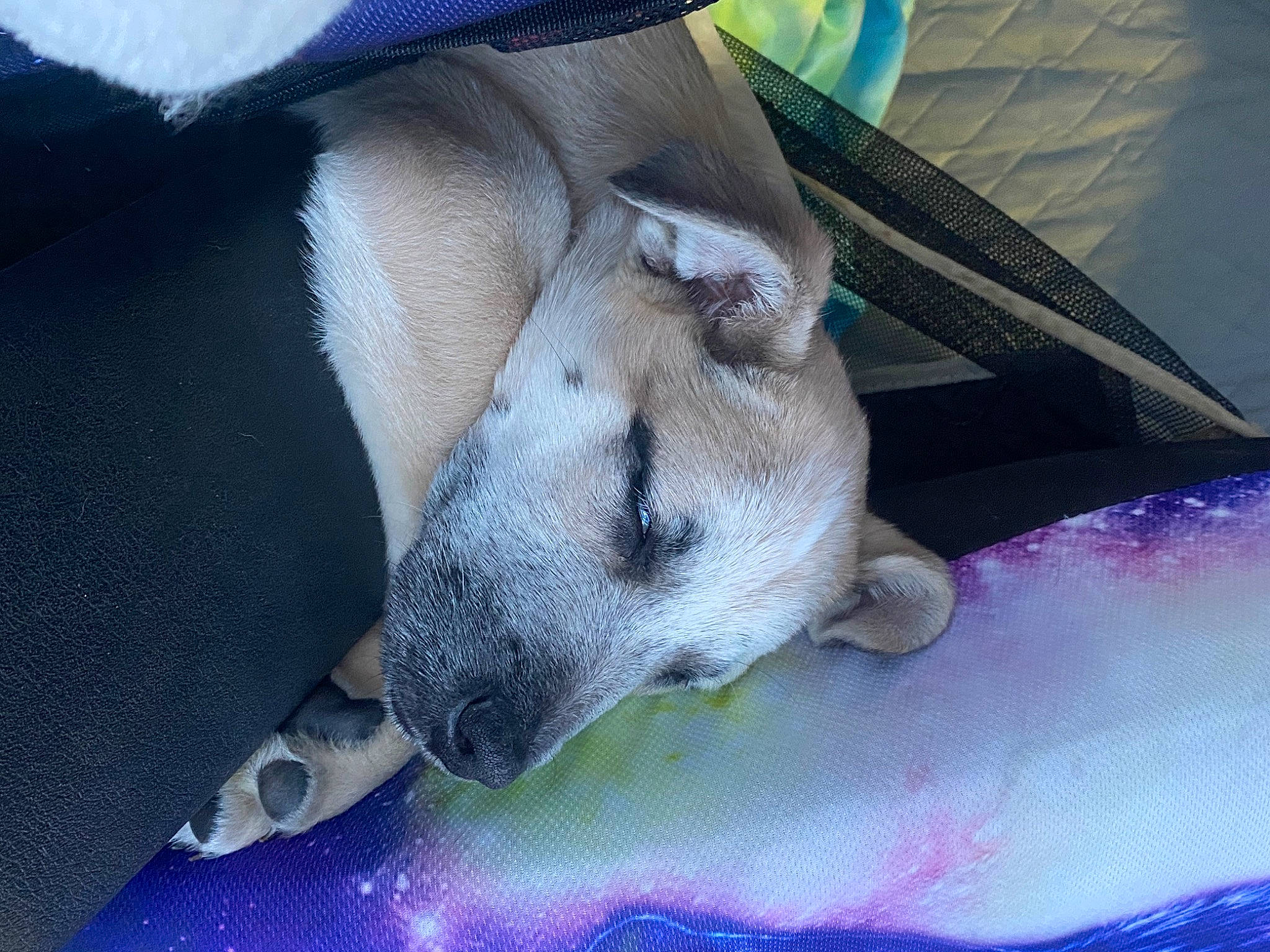 Jace joined the competition — help win amazing prizes! canidae, carnivore, collar, comfort, companion_dog, dog, dog_breed, dog_supply, electric_blue, fawn, foot, fur, human_leg, nap, paw, snout, sporting_group, terrestrial_animal, whiskers, working_animal