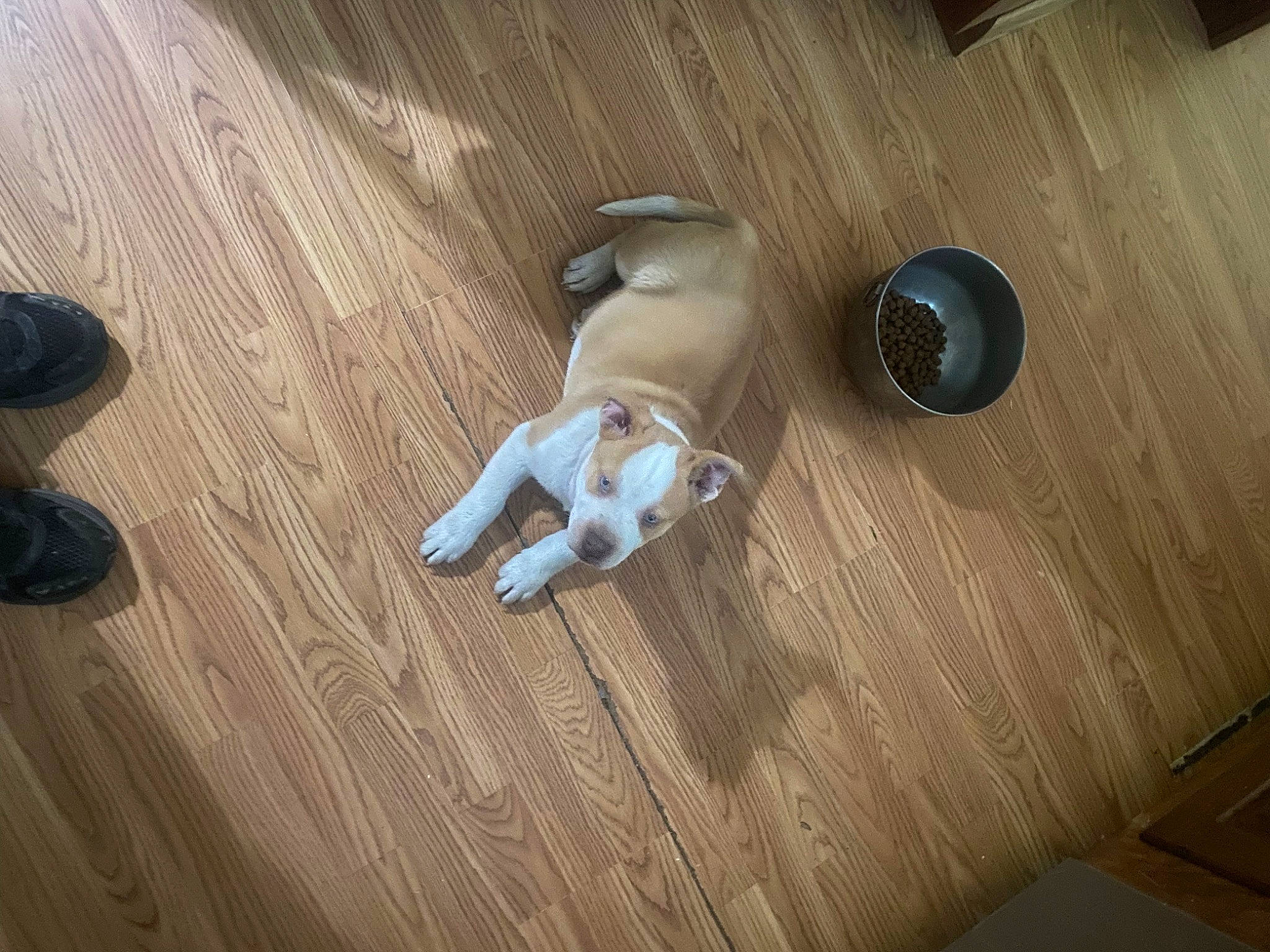 Major is registered to the contest to win money with this photo: audio_equipment, brown, circle, doll, drawer, fawn, floor, flooring, hardwood, laminate_flooring, metal, pattern, plank, plywood, room, toy, varnish, wood, wood_flooring, wood_stain