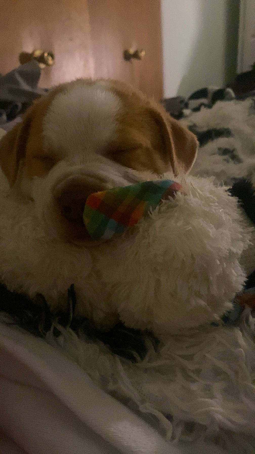 Major joined the competition — help win amazing prizes! canidae, carnivore, comfort, companion_dog, dog, dog_breed, fawn, felidae, fur, linens, small_to_medium_sized_cats, snout, sporting_group, stuffed_toy, tail, toy, toy_dog, whiskers, wool, working_animal