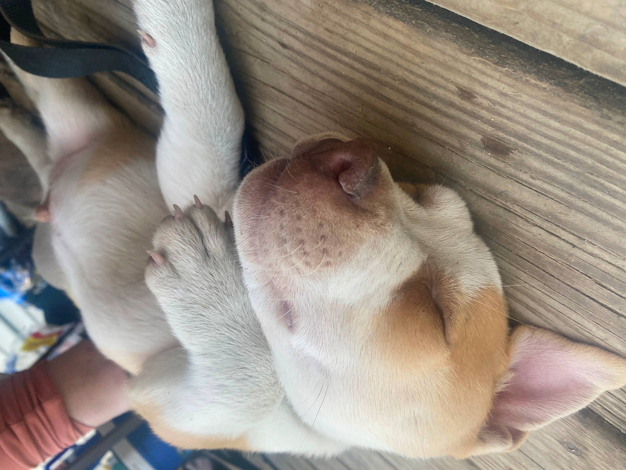 Major joined the competition — help win amazing prizes! canidae, carnivore, comfort, companion_dog, dog, dog_breed, ear, fawn, felidae, fur, hardwood, linens, nap, small_to_medium_sized_cats, snout, sporting_group, terrestrial_animal, whiskers, wood, working_animal