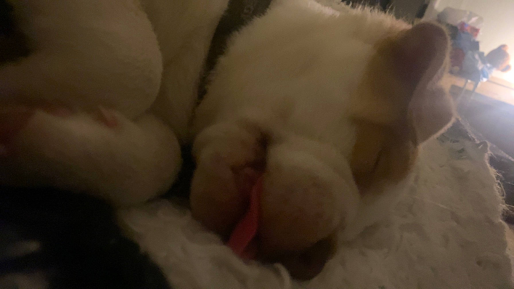 Major joined the competition — help win amazing prizes! canidae, carnivore, cat, claw, comfort, dog_breed, felidae, fur, nap, paw, small_to_medium_sized_cats, snout, tail, terrestrial_animal, whiskers