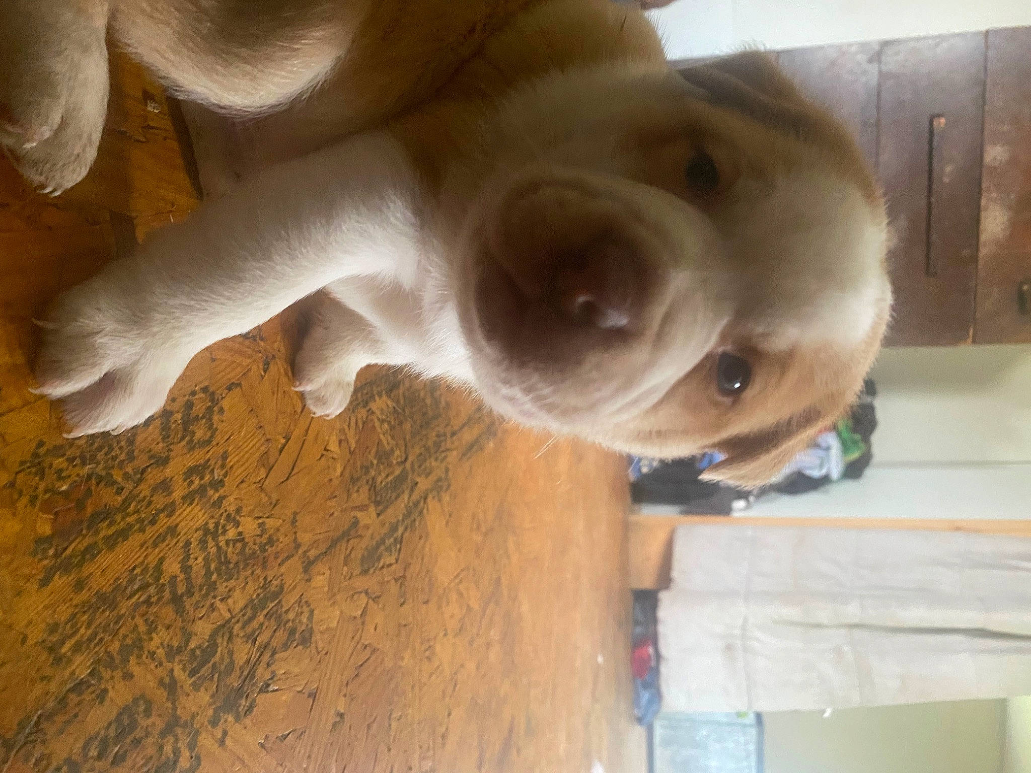 Major joined the competition — help win amazing prizes! canidae, carnivore, companion_dog, dog, dog_breed, ear, fawn, flooring, fur, gesture, hardwood, liver, retriever, snout, soil, sporting_group, whiskers, wood, working_animal, wrinkle