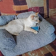 Neige participe au concours pour gagner de l'argent avec cette photo : cat, pet_bed, couch, fluffy, indoor, relaxed, animal, feline, patterned_fabric, small_object, blue, furniture, domestic, cozy, resting, side_view, light_brown_cat, home, living_room, wooden_floor