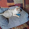 cat, pet_bed, couch, fluffy, indoor, relaxed, animal, feline, patterned_fabric, small_object, blue, furniture, domestic, cozy, resting, side_view, light_brown_cat, home, living_room, wooden_floor