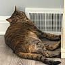Lola Valentine joined the competition — help win amazing prizes! cat, tabby, indoor, floor, vent, relaxed, sleepy, pet, animal, fur, whiskers, tail, paws, resting, home, cozy, brown, striped, cute, mammal