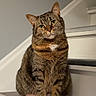 cat, tabby, stairs, indoor, pet, animal, feline, curious, sitting, wooden_floor, wall, ears, whiskers, eyes, paws, fur, domestic, home, portrait, looking